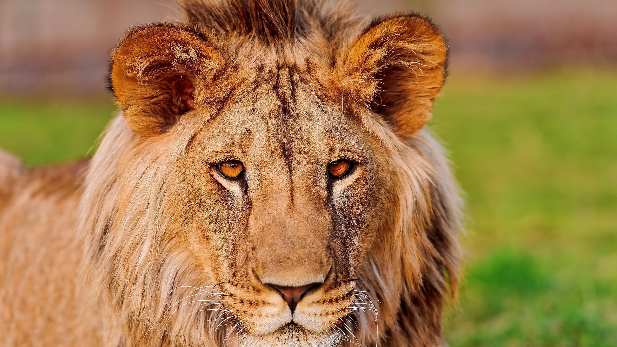 Download wallpaper 2560x1440 lion, face, eye, predator widescreen 16:9 HD background