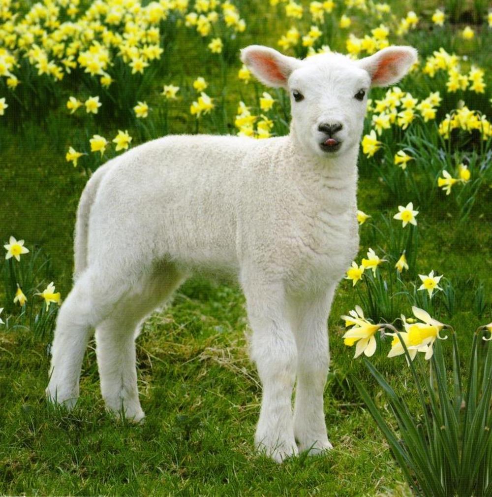 Easter Lamb Wallpaper