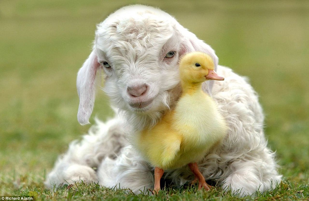 Easter Chick Pics and Bunnies and Baby Lamb
