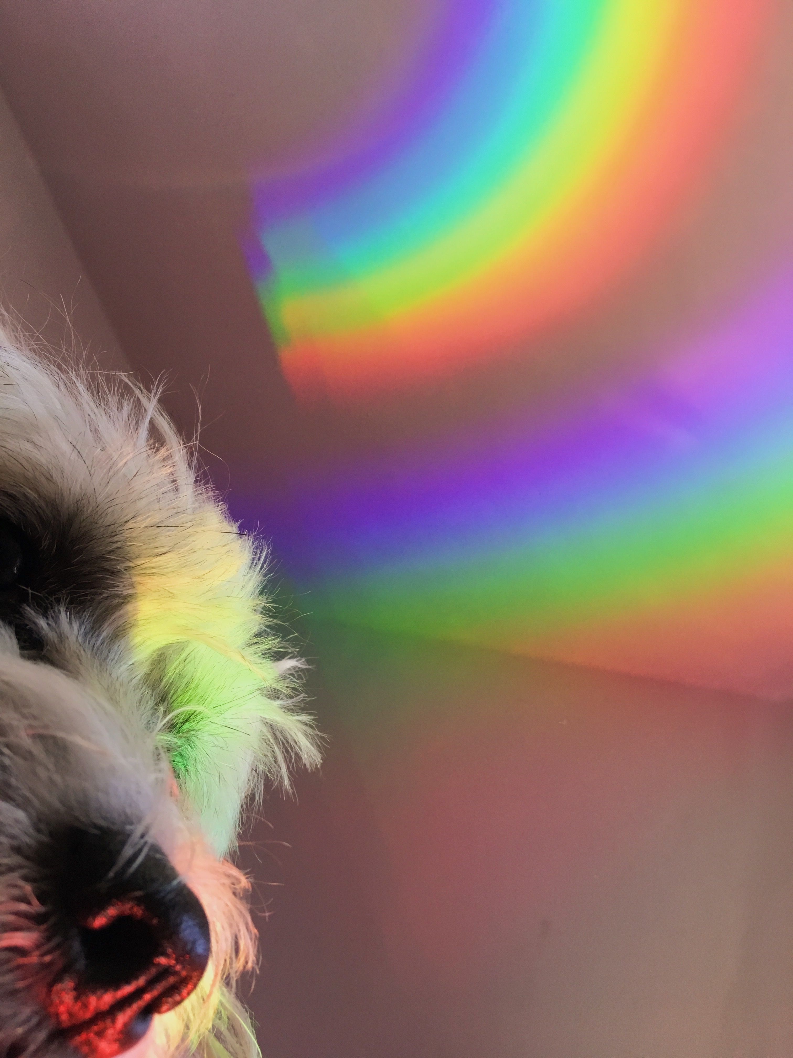 IG #rainbow #dog #wallpaper #aesthetic. Rainbow dog, Rainbow aesthetic, Dog wallpaper