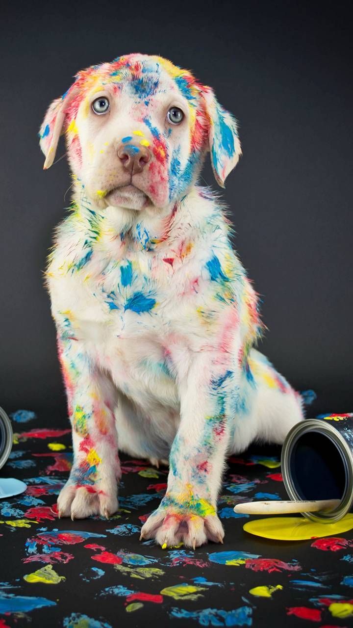 Dog with Paint. Cute little puppies, Cute dogs and puppies, Puppy wallpaper