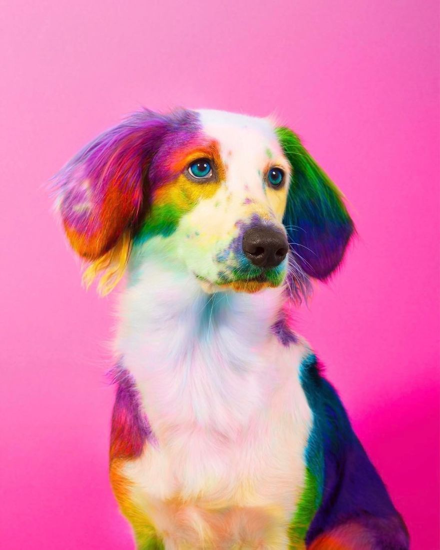 New York Artist Covers Picture In Rainbows Because Everything Is Better With Lots Of Color. Cute animals, Cute baby animals, Rainbow dog