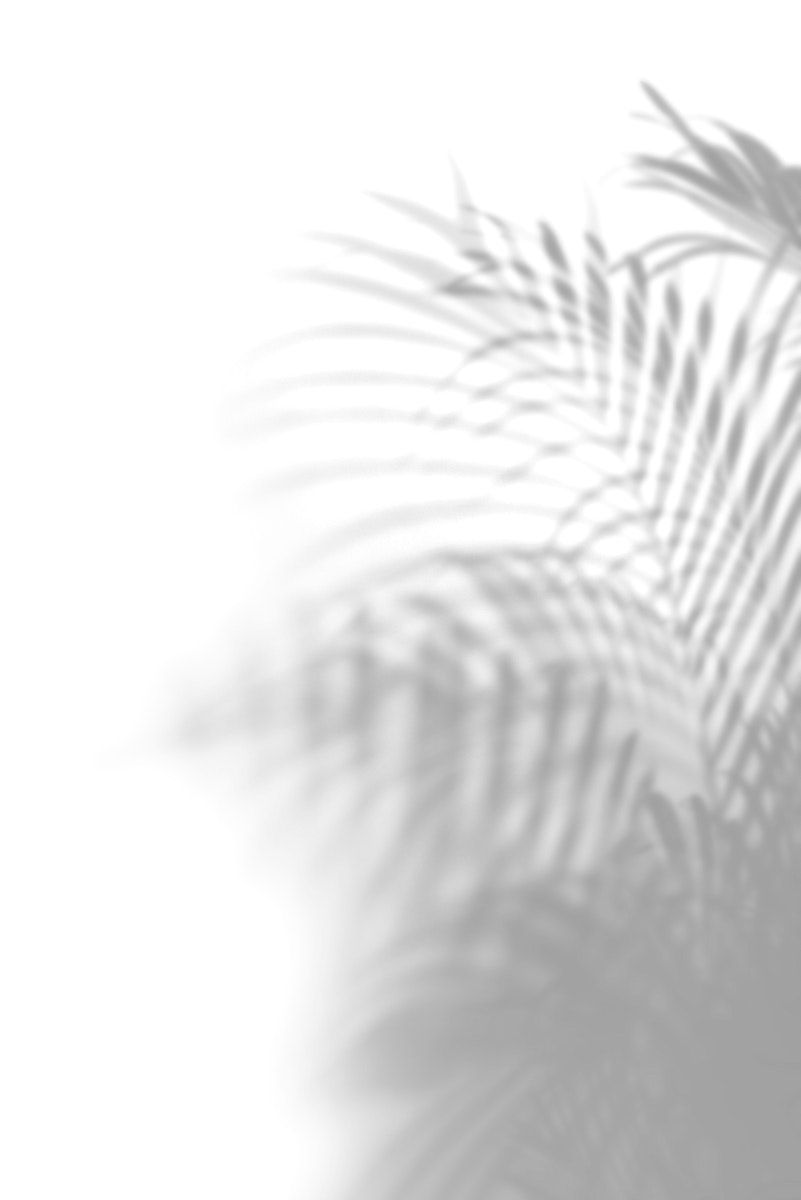 Download premium psd of Shadow of palm leaves on off white background. Shadow image, Shadow, All white background