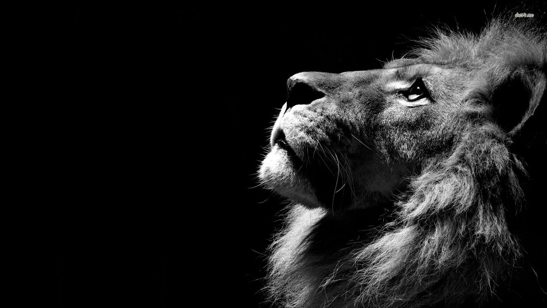 Lion In The Shadows Wallpaper HD Wallpaper