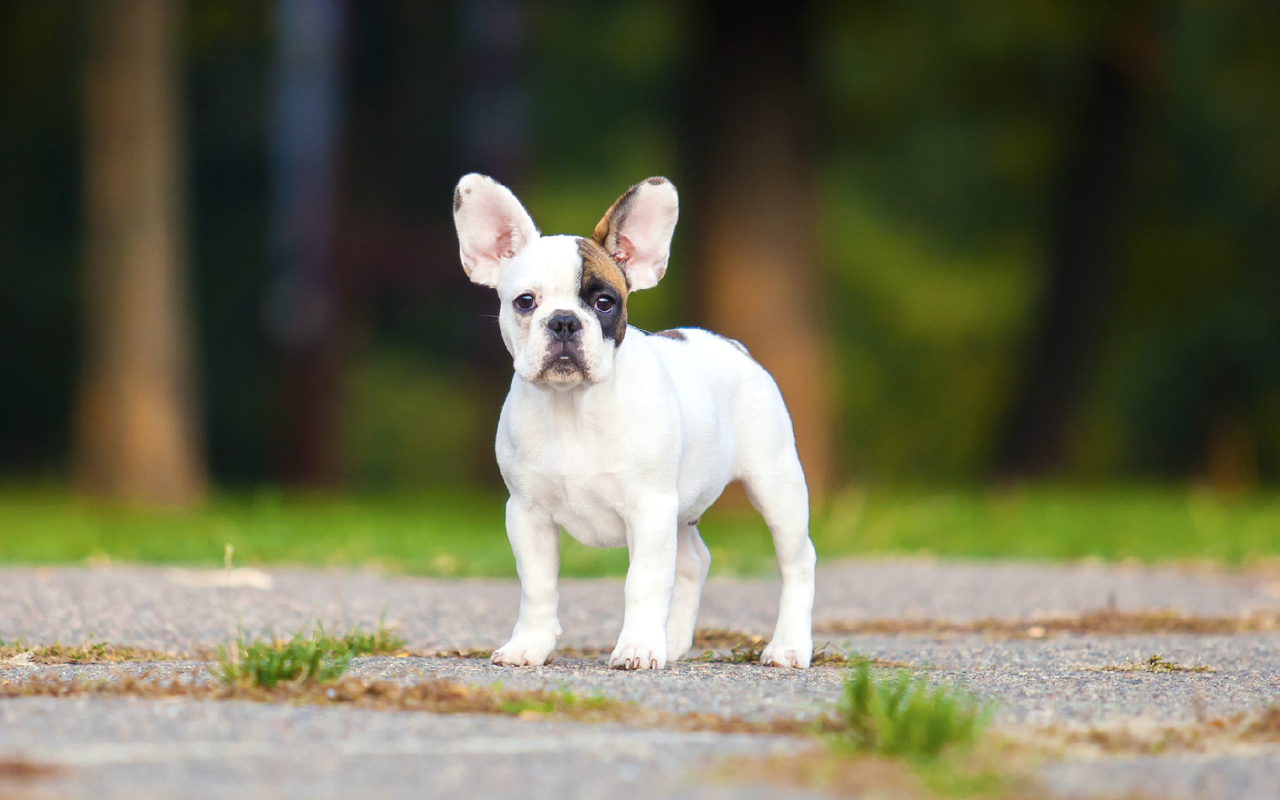 My French Bulldog HD Wallpaper New Tab