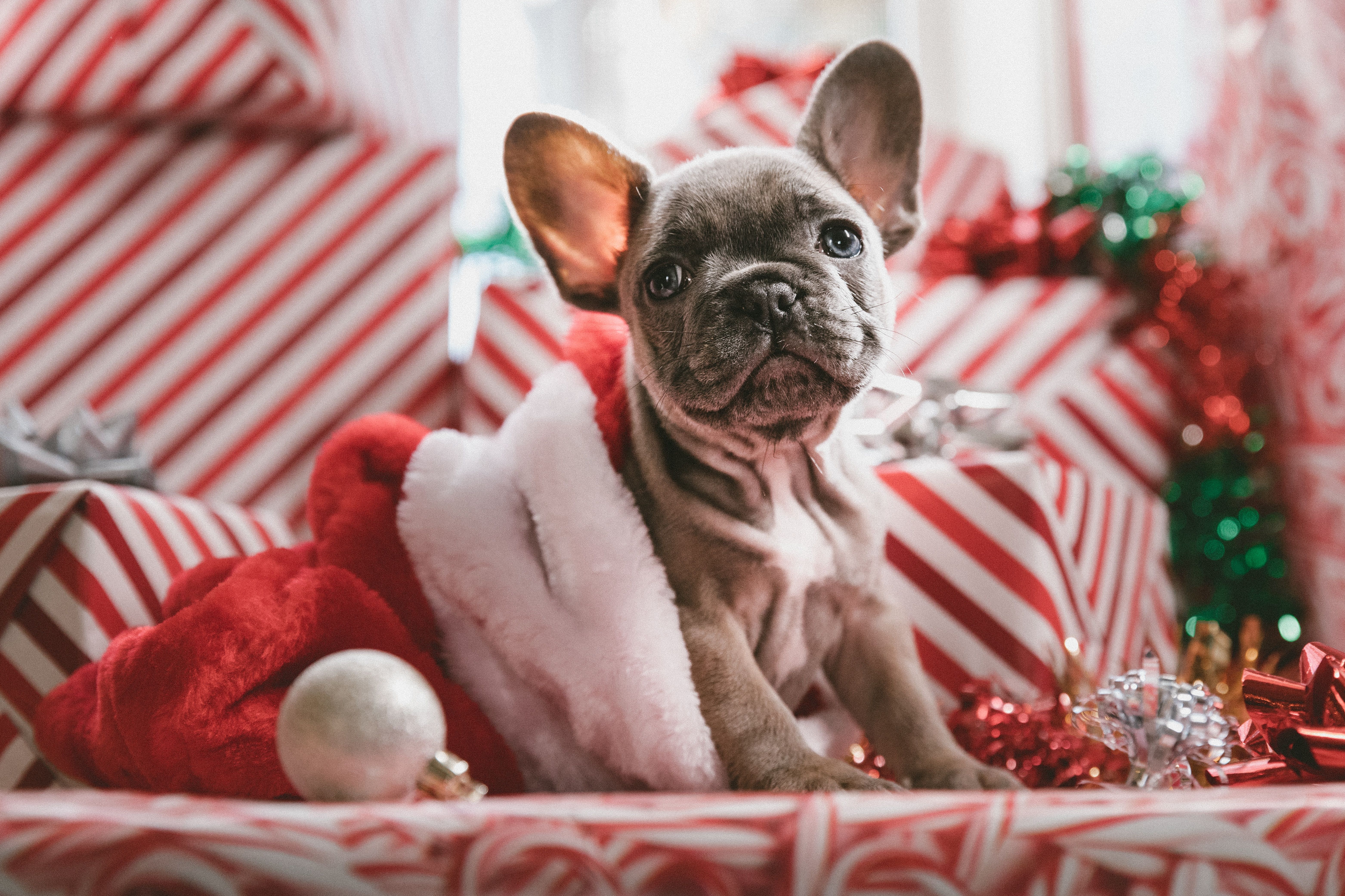 French Bulldog Christmas, HD Animals, 4k Wallpaper, Image, Background, Photo and Picture