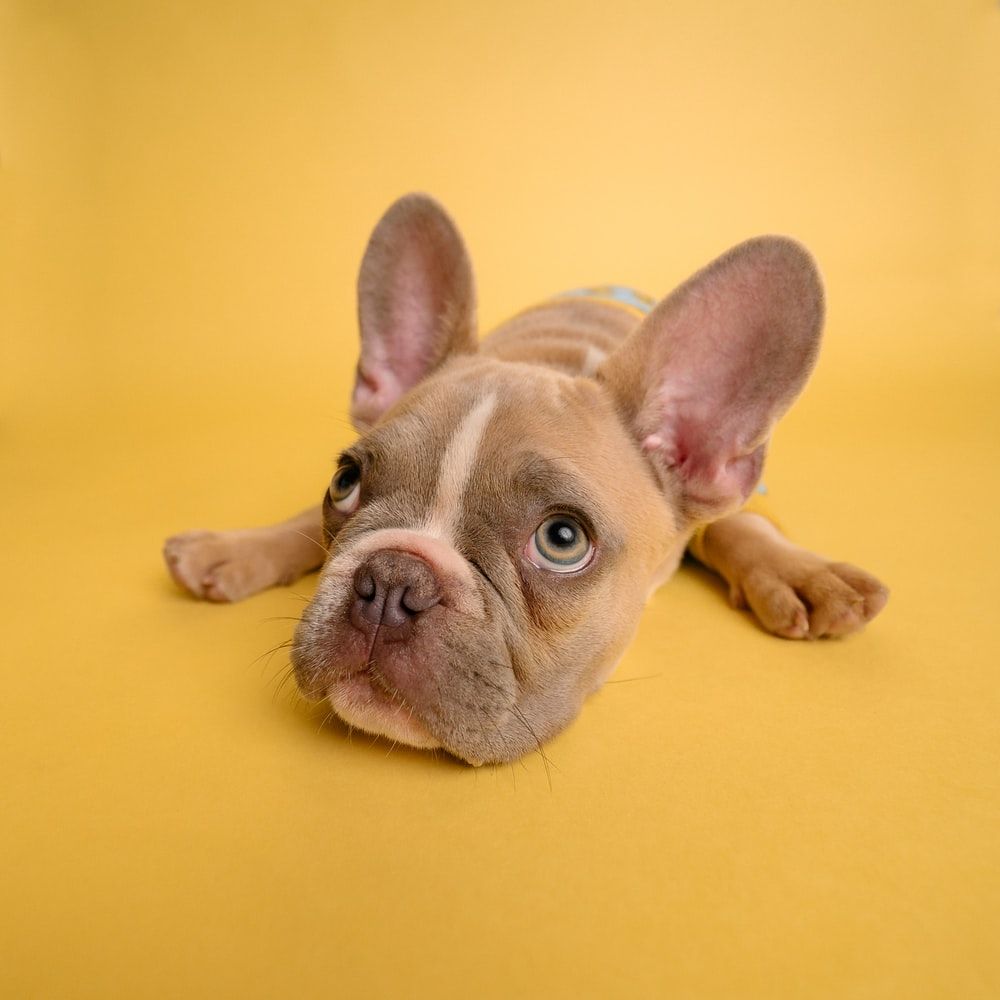 French Dog Wallpapers Wallpaper Cave