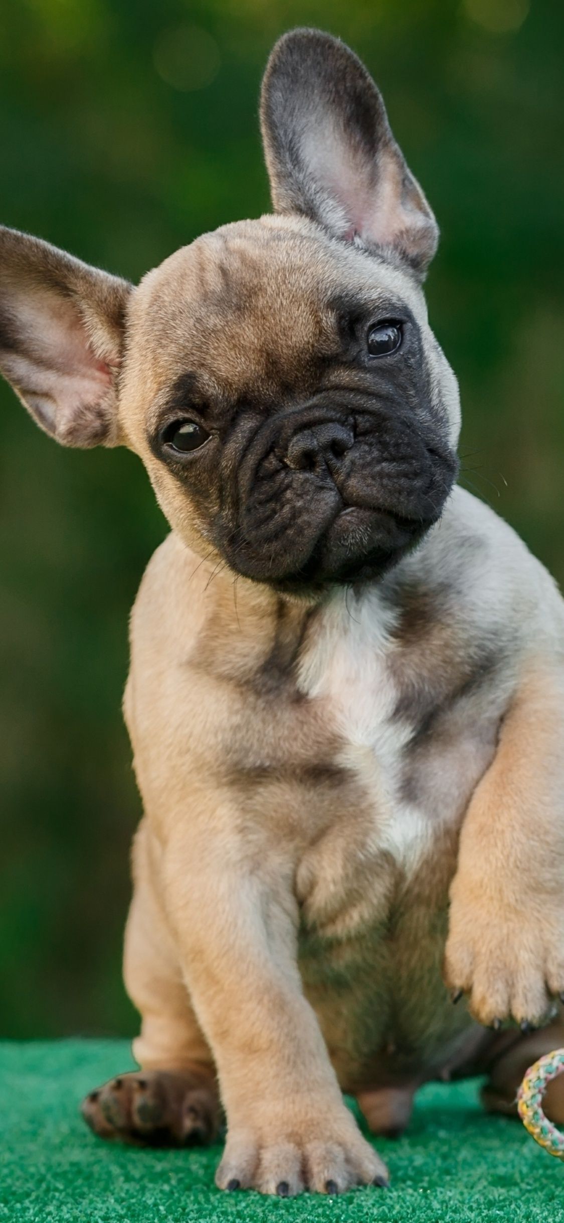 French Bull Dog 4k iPhone XS, iPhone iPhone X HD 4k Wallpaper, Image, Background, Photo and Picture