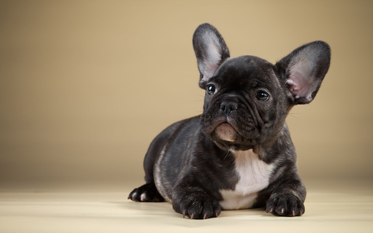 Desktop Wallpaper French Bulldog dog Black Animals