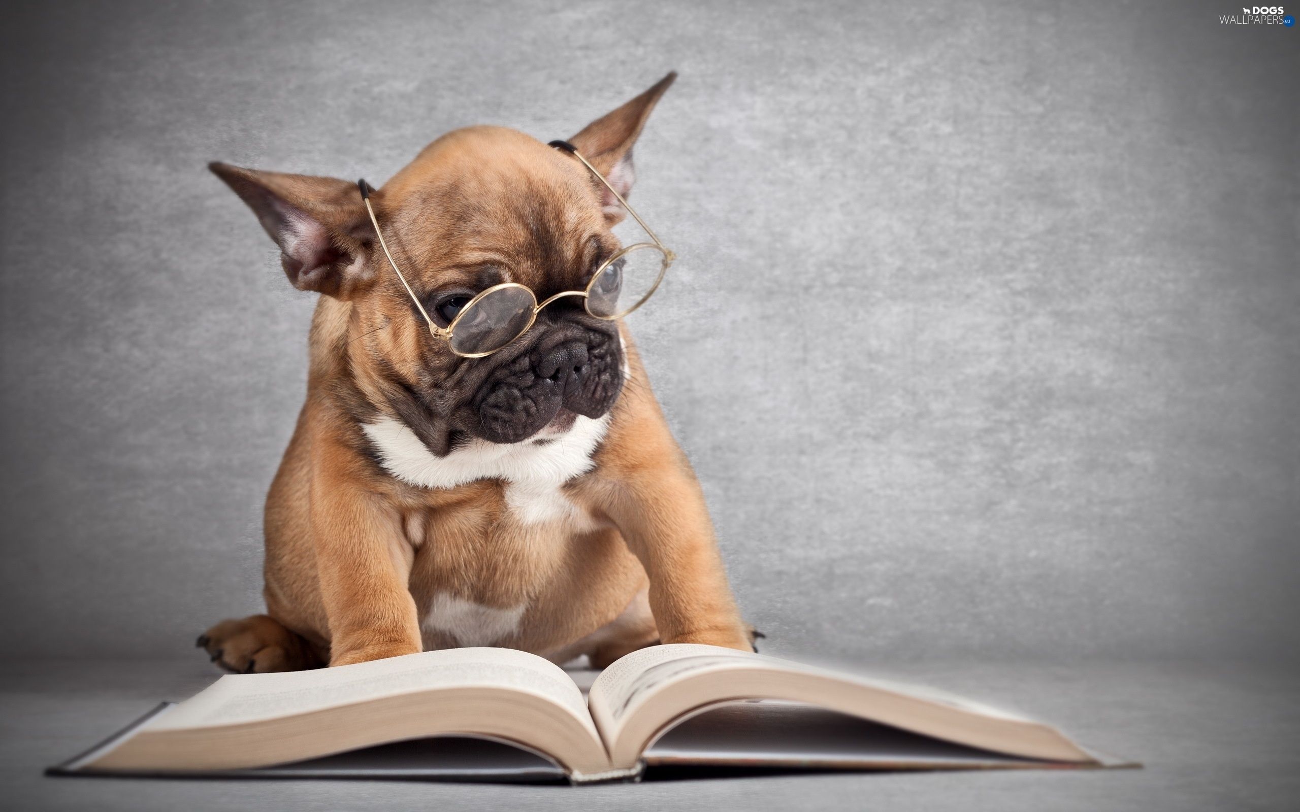 French Bulldog, Book, dog, Glasses wallpaper: 2560x1600