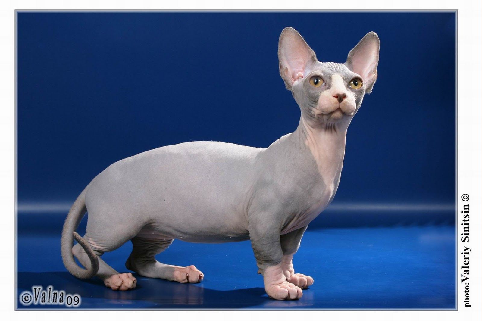 Minskin Wallpaper HD Download. Bambino cat, Hairless cat, Munchkin cat