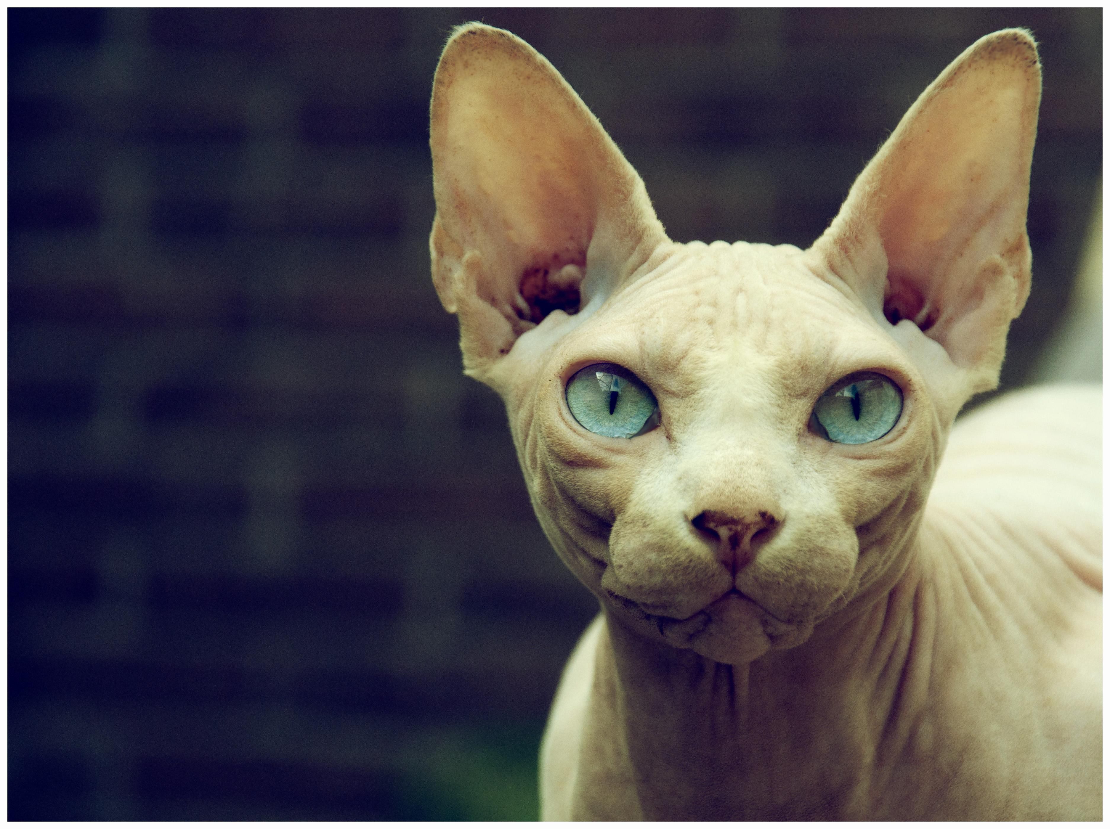 There are times in life when you just have to face the facts. A cat is a cat. So expect the unexpected at times, declared. Sphynx cat, Hairless cat, Cat breeds