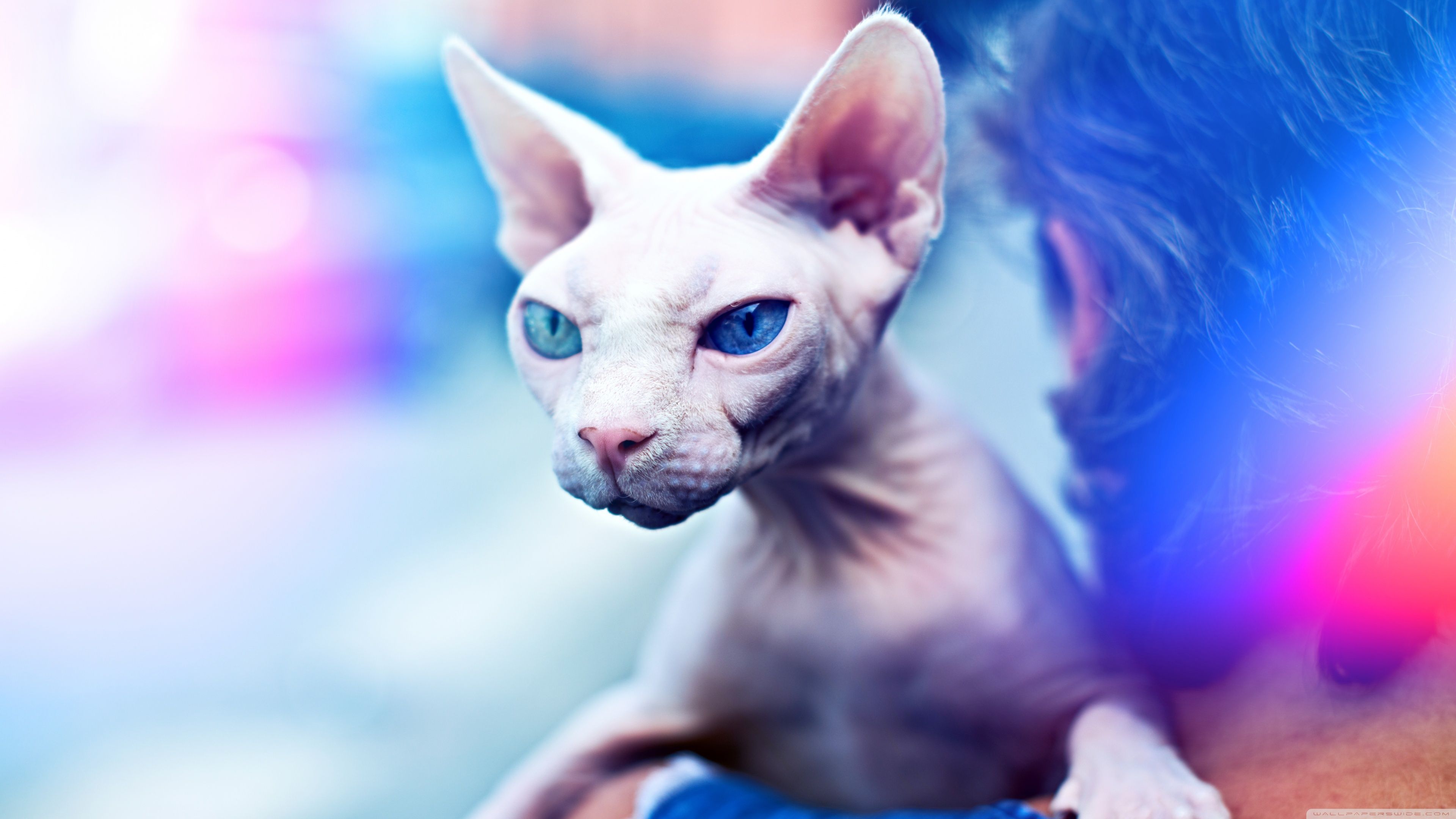 Sphynx Kittens Wallpaper