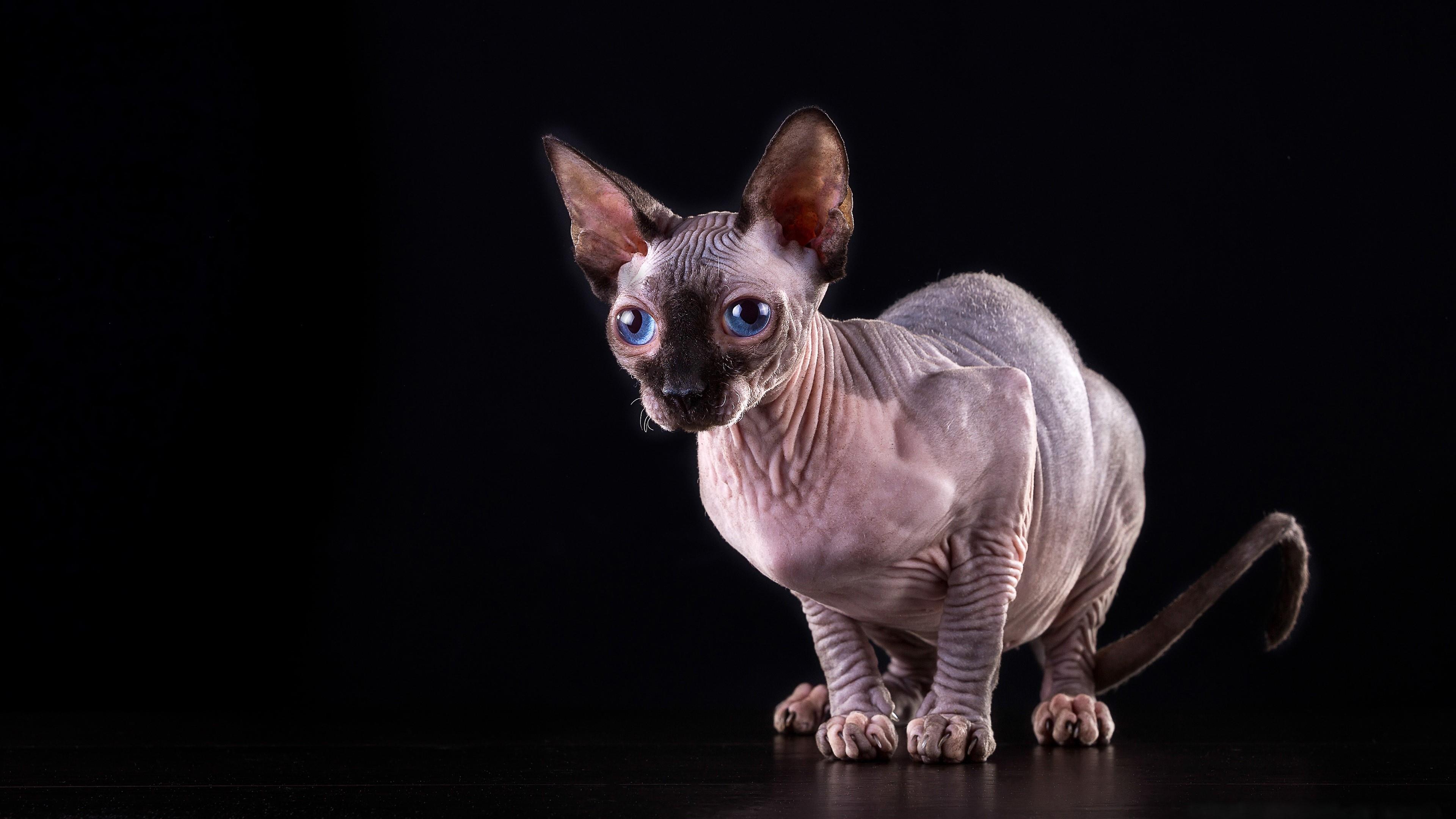 Sphynx Kittens Wallpaper