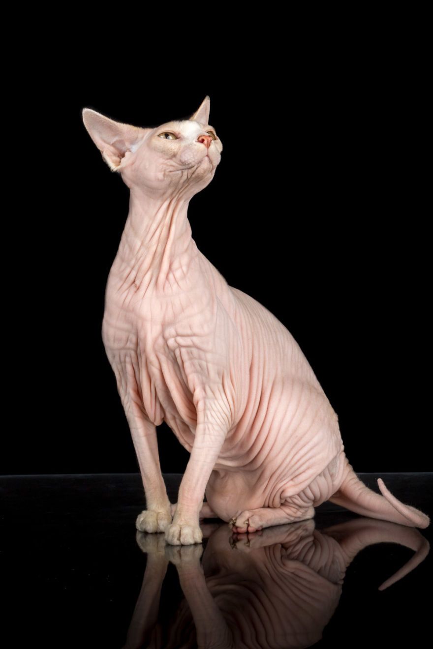 Hairless Cat Photo That Will Remind You Of Aliens