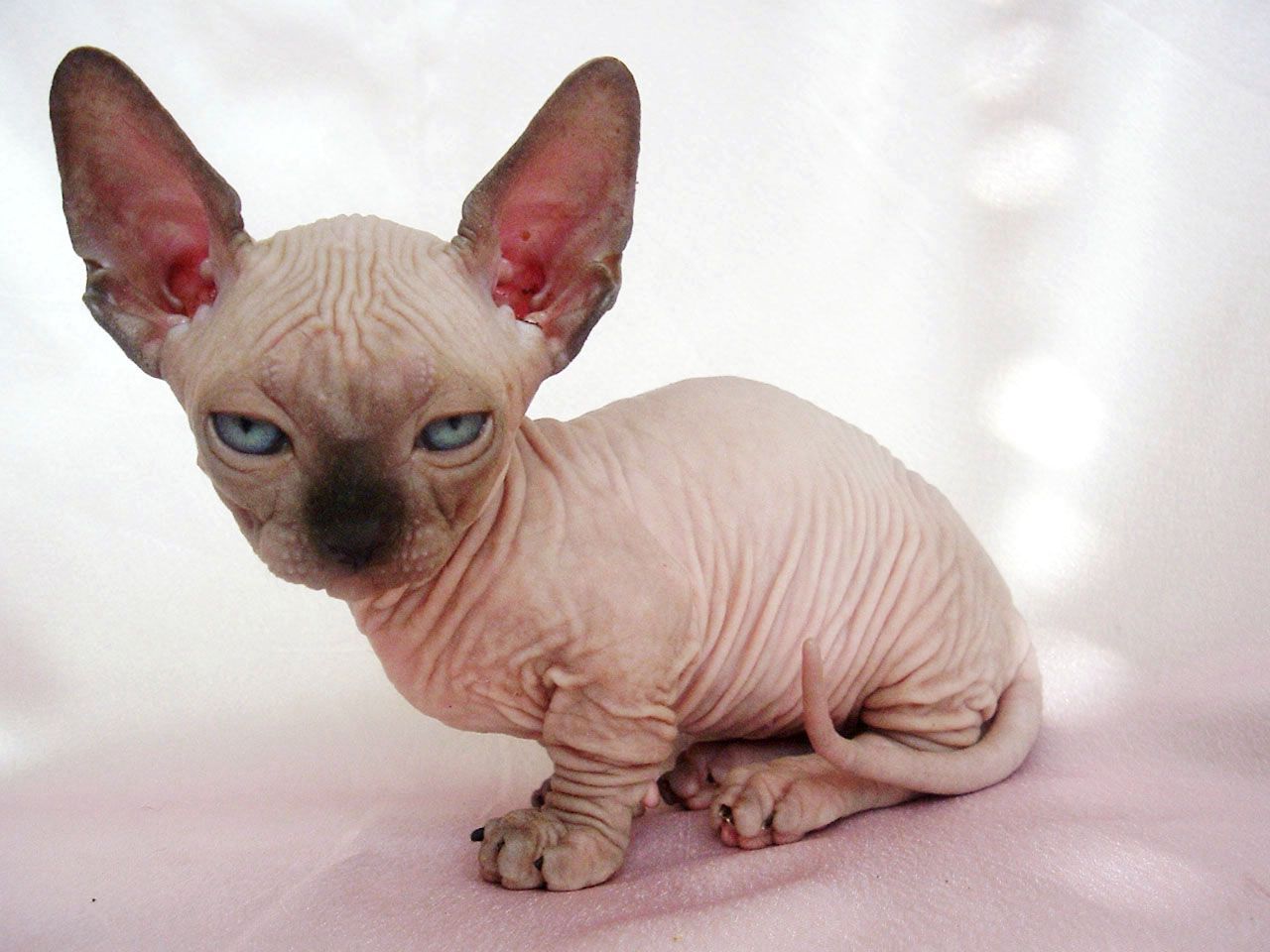 Sphynx Kittens Wallpaper