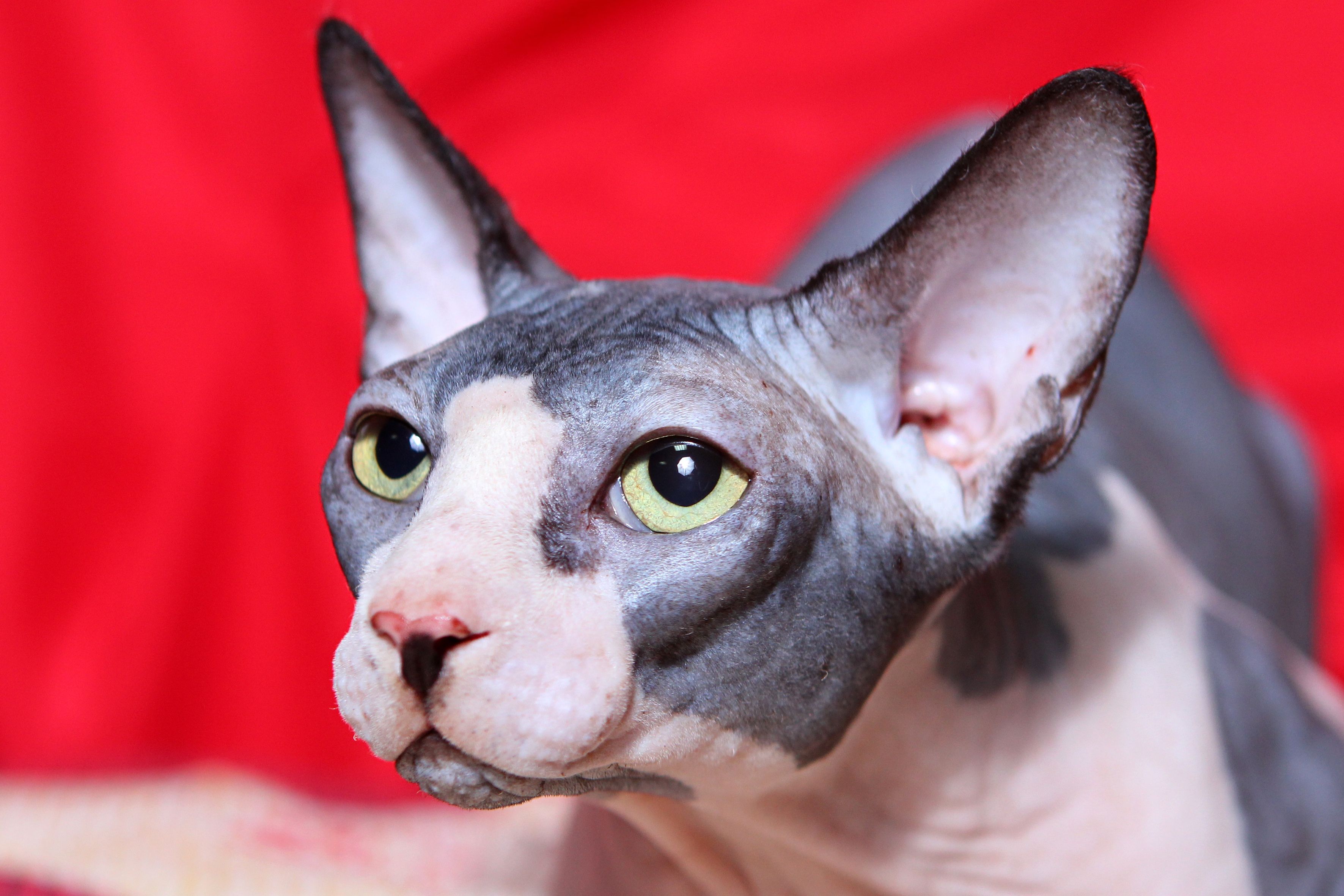 Sphynx Cat with No Eyes