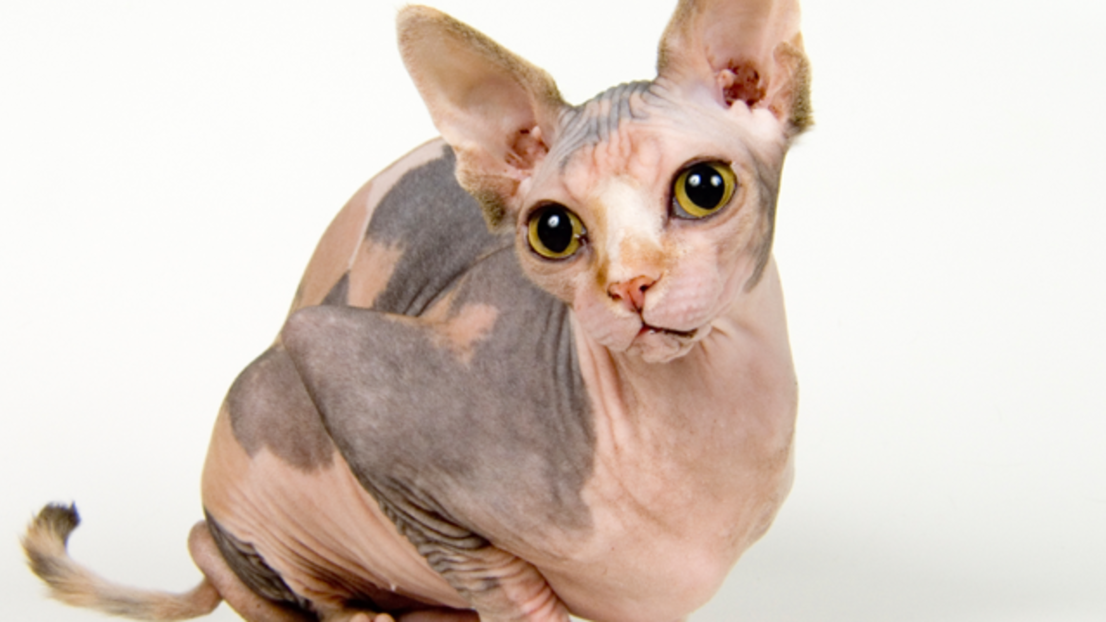 Sphynx Cat Fur