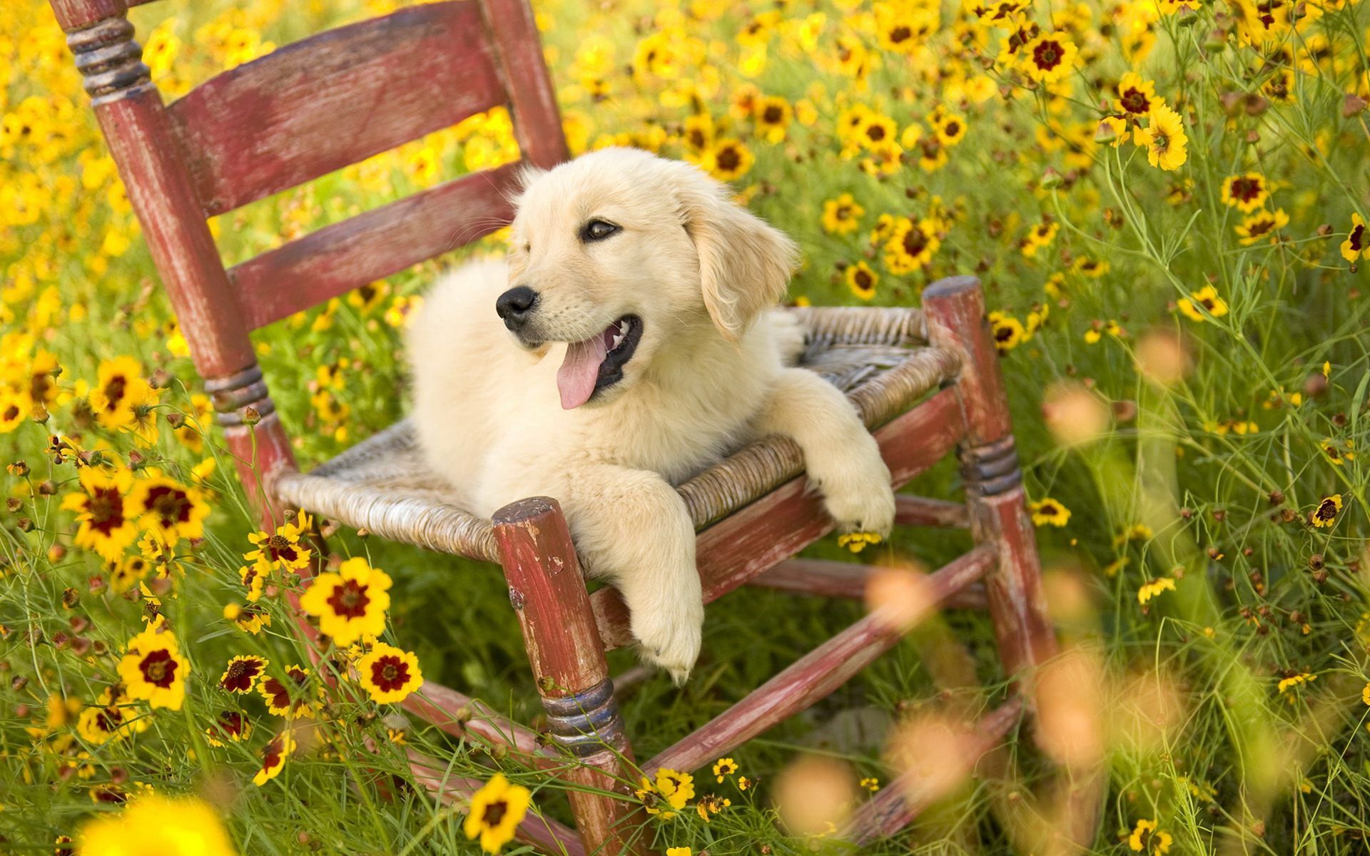 Free Spring Wallpaper with Dogs