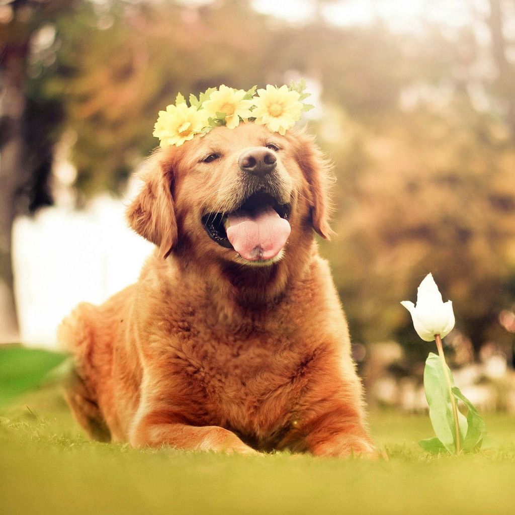Spring Dog Wallpaper