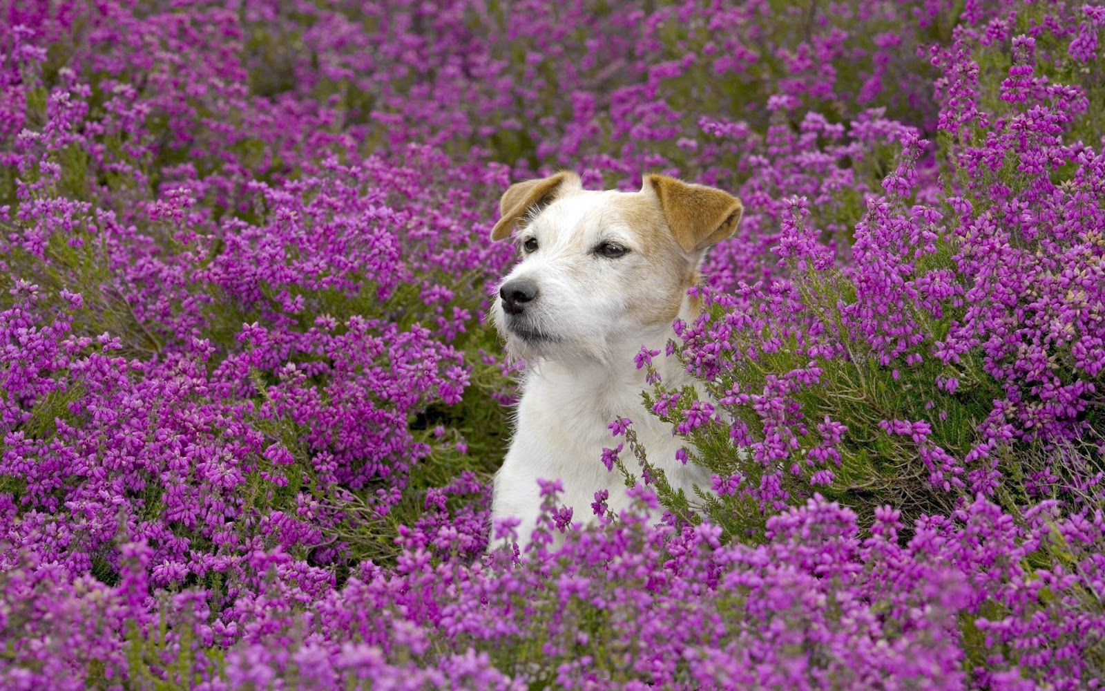 Free Spring Wallpaper with Animals. Animals, Beautiful dogs, Jack russell