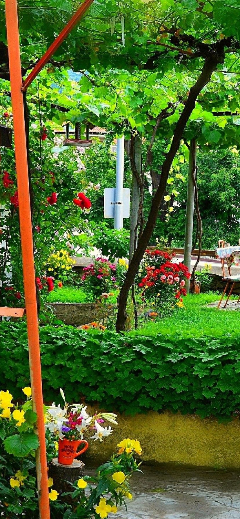 Garden, Vines, Flowers, Green, Summer 828x1792 IPhone 11 XR Wallpaper, Background, Picture, Image