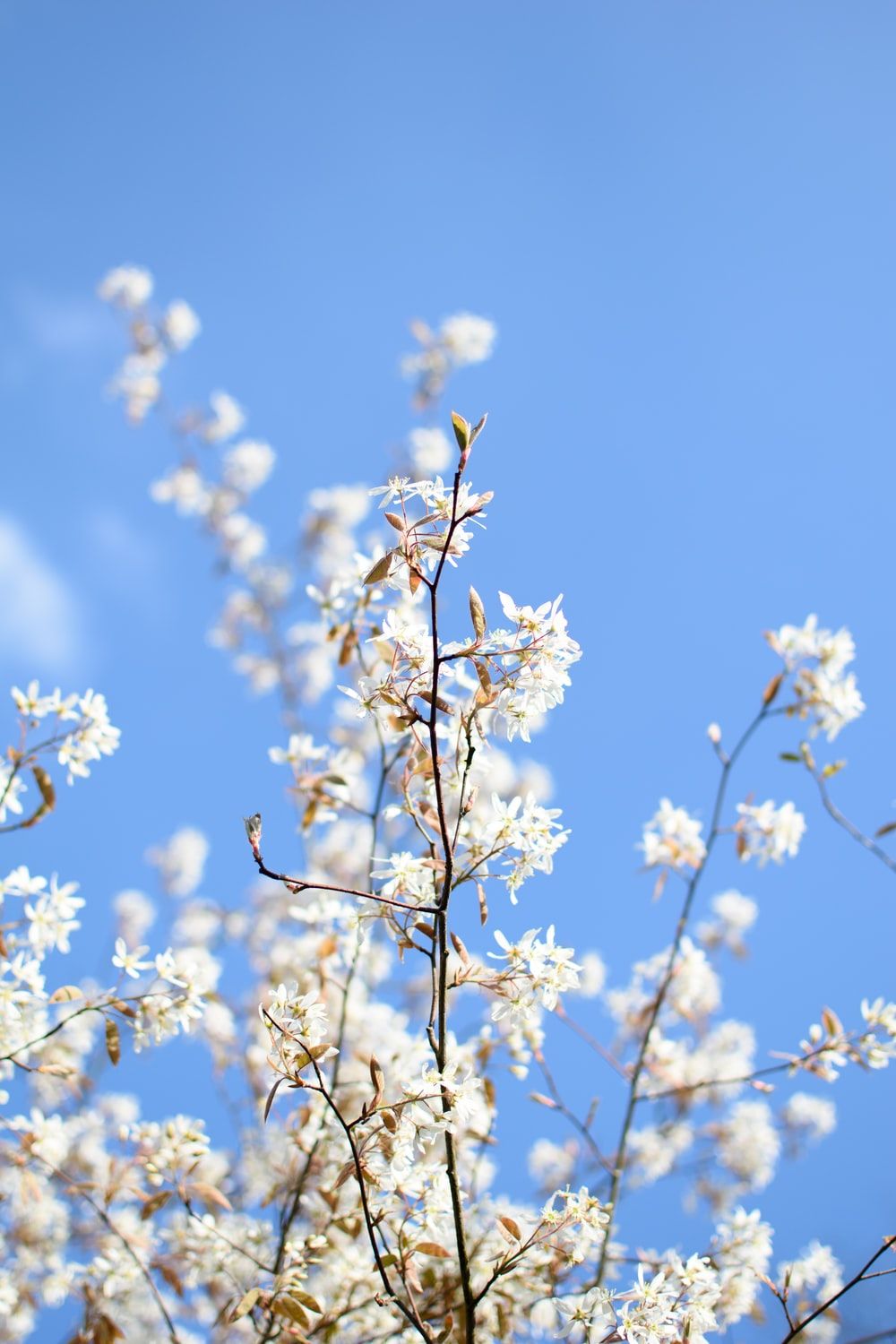 Spring Wallpapers: Free HD Download [500+ HQ]