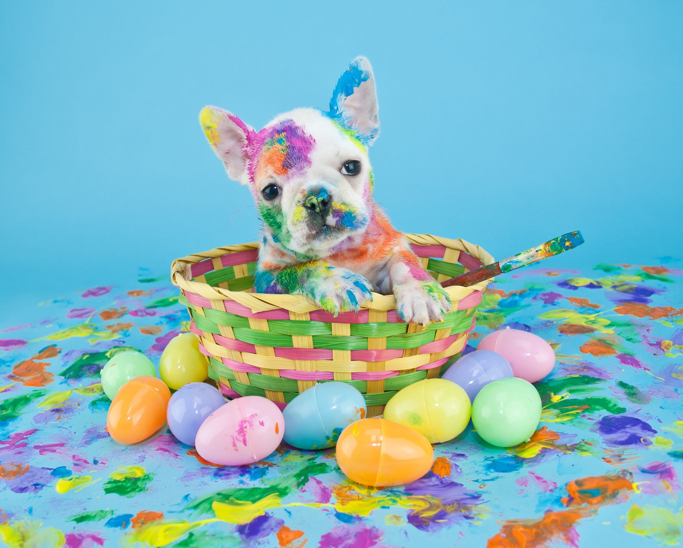 Dogs And Easter Wallpapers - Wallpaper Cave