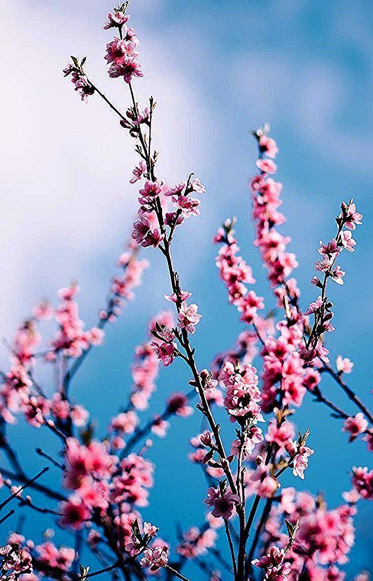 background #d39écran #gorgeous #décran #blossom #spring- #background #d39écran #gorgeous #décran. Sunflower wallpaper, Preppy wallpaper, Flower background iphone