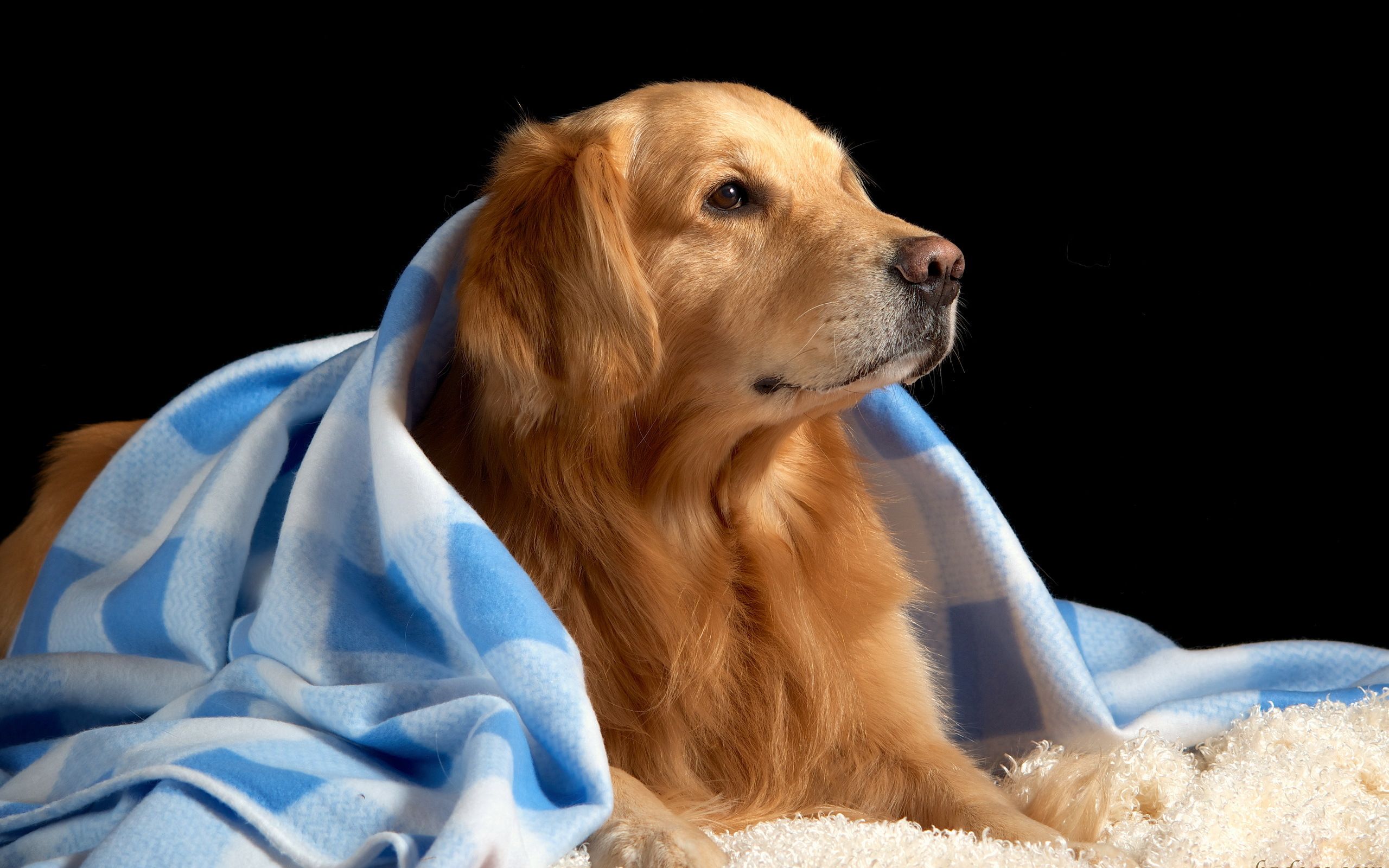 Title Animal Golden Retriever Dogs Wallpaper Wallpaper HD Dog HD Wallpaper