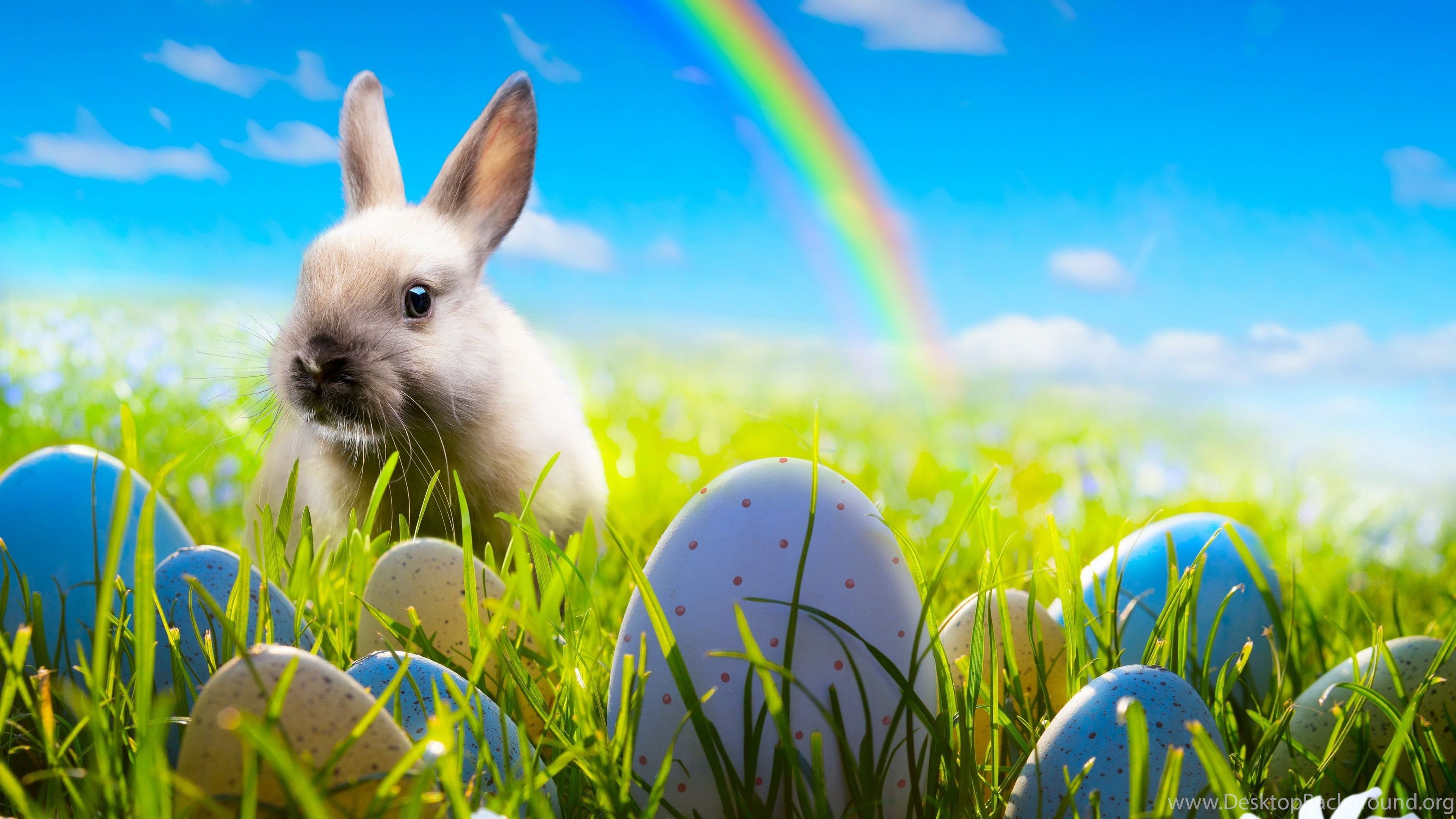 Download Wallpaper Easter, Bunny, Rabbit, Spring, Sunshine. Desktop Background