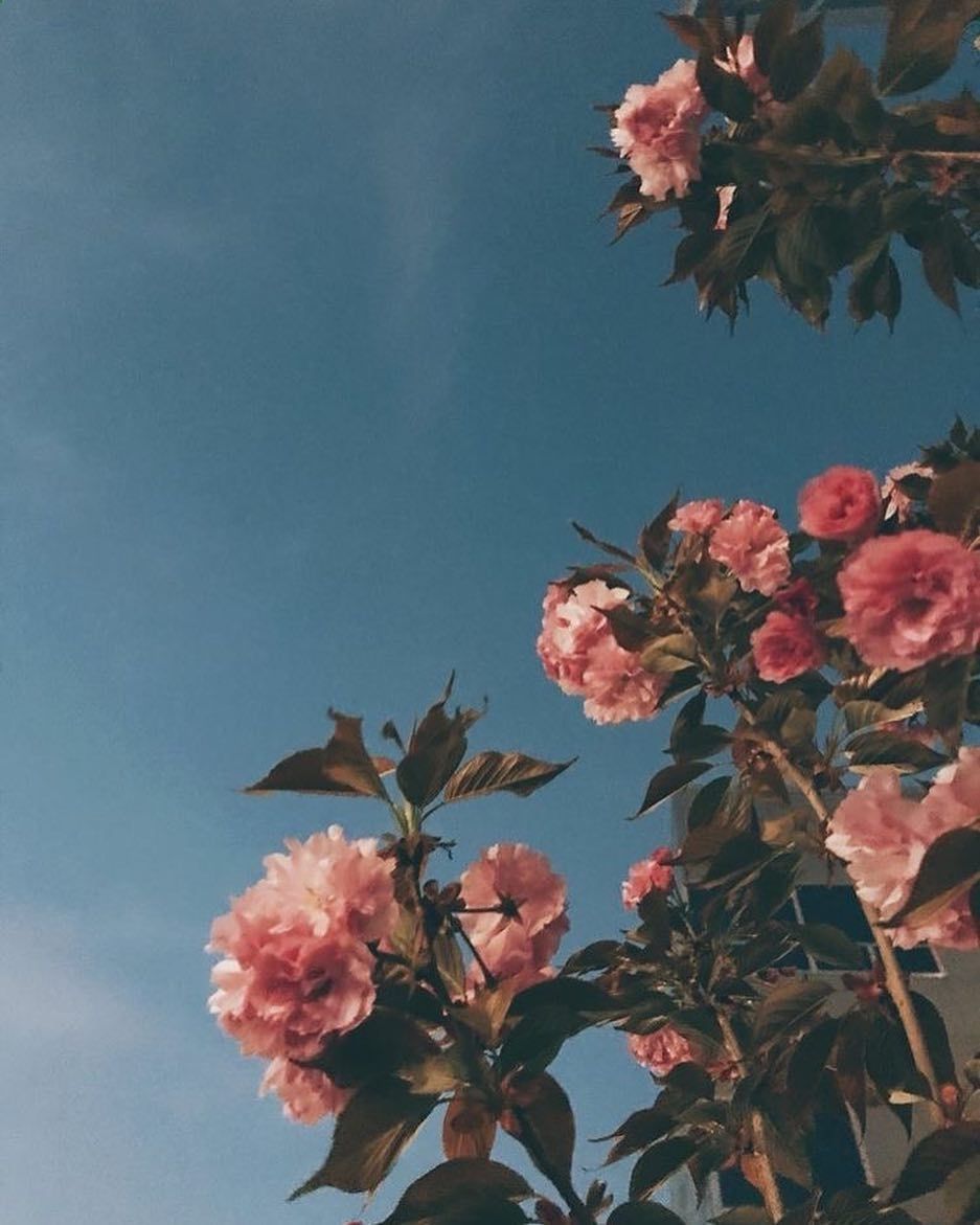 zkies #aesthetic #tumblr #like #aesthetics #love #grunge #follow #art #f #aesthetictumblr #s #memes #ph. Flower aesthetic, Flower wallpaper, Aesthetic wallpaper