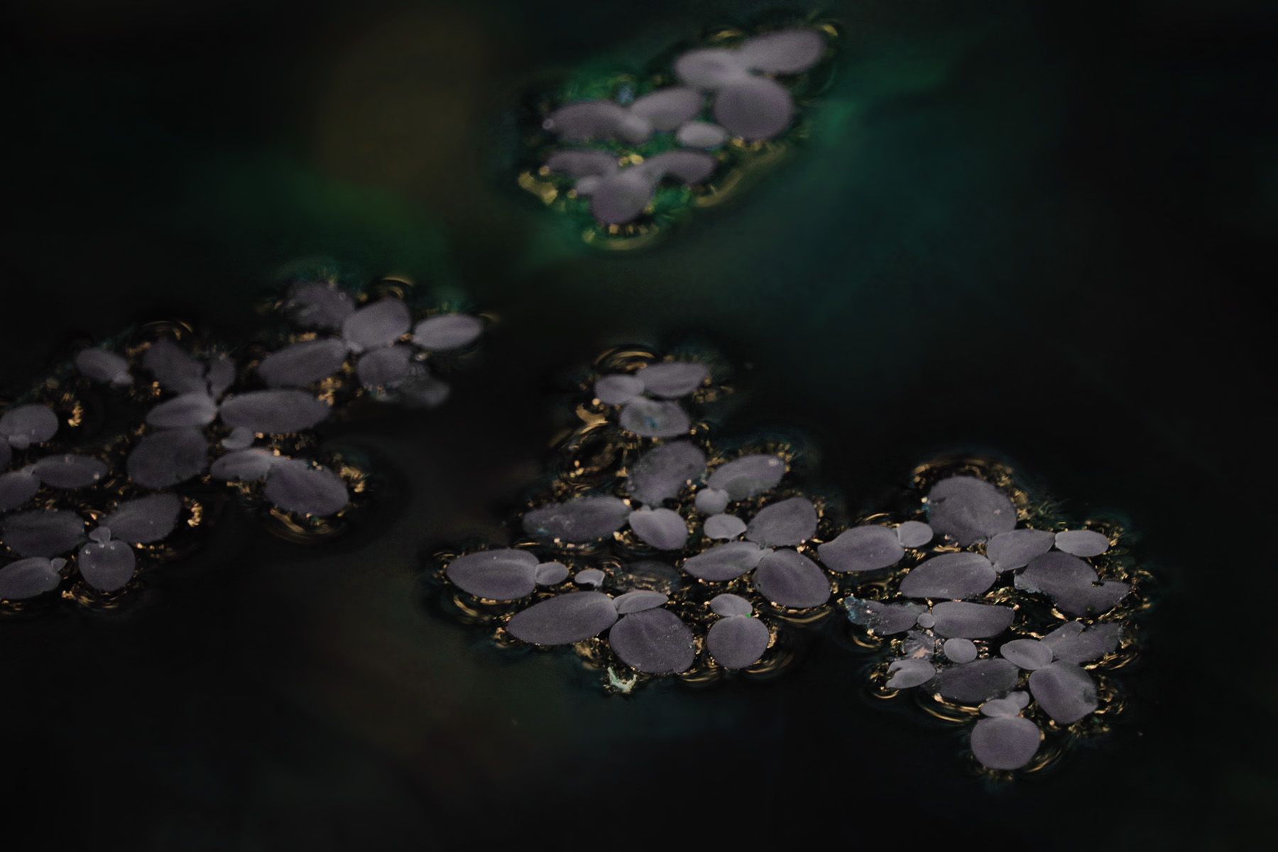 Wallpaper, black, water, nature, reflection, plants, blue, grunge, tropical, summer, spring, color, colors, flower, plant, natural, flora, darkness, petal, computer wallpaper, macro photography, still life photography, moisture 1800x1200