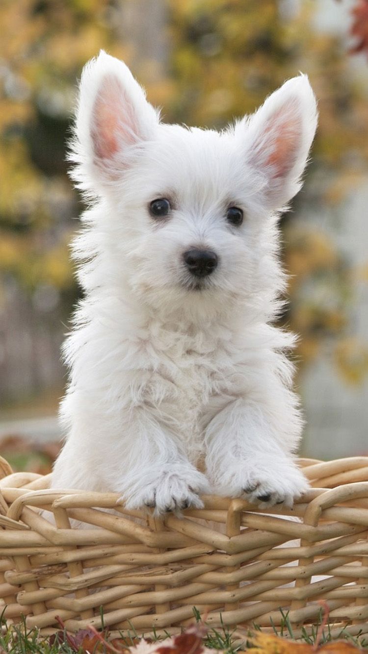 Cute Dog Wallpaper Phone