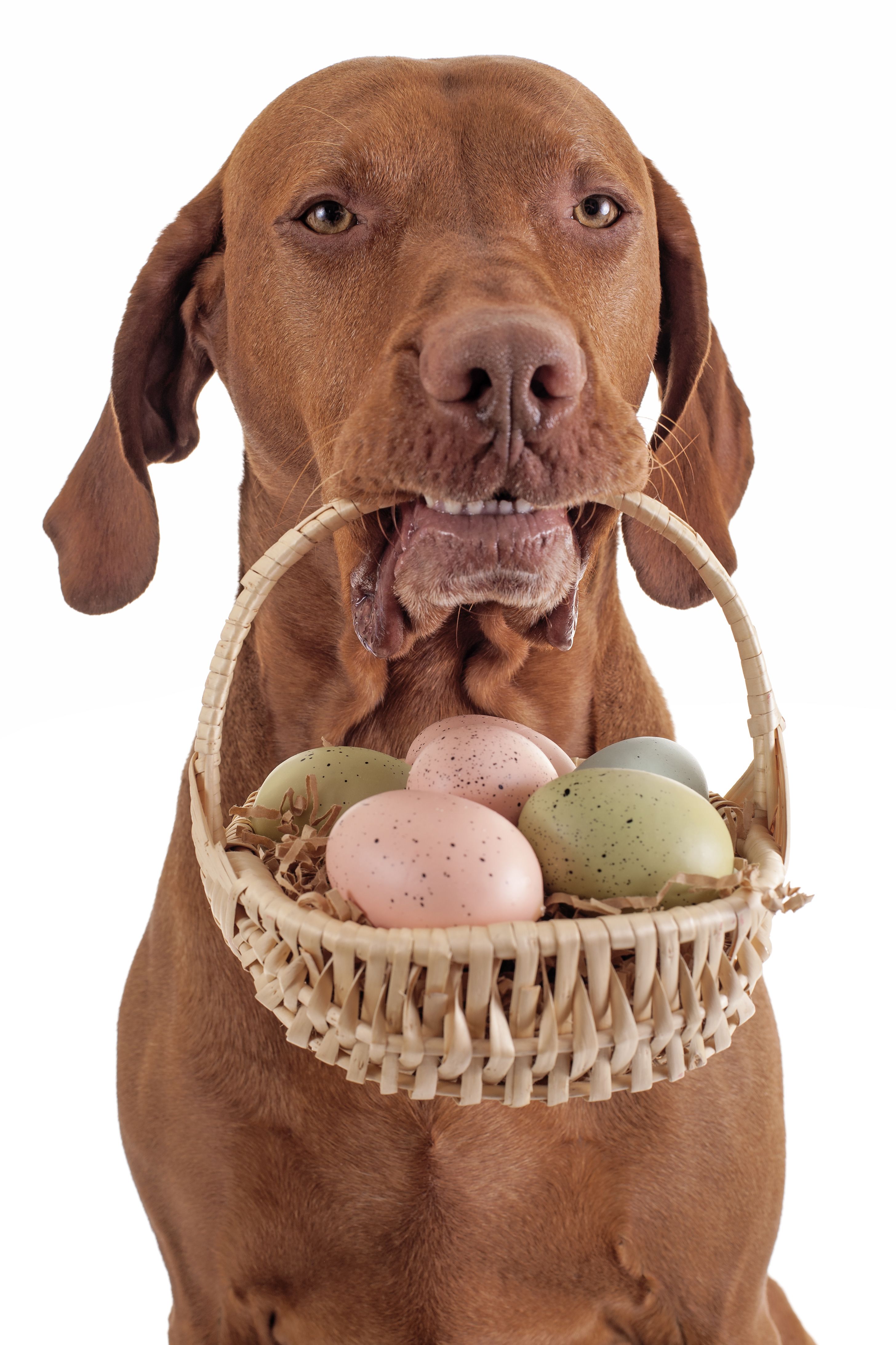 Dogs Who Are Posing For Their Easter Greeting Cards