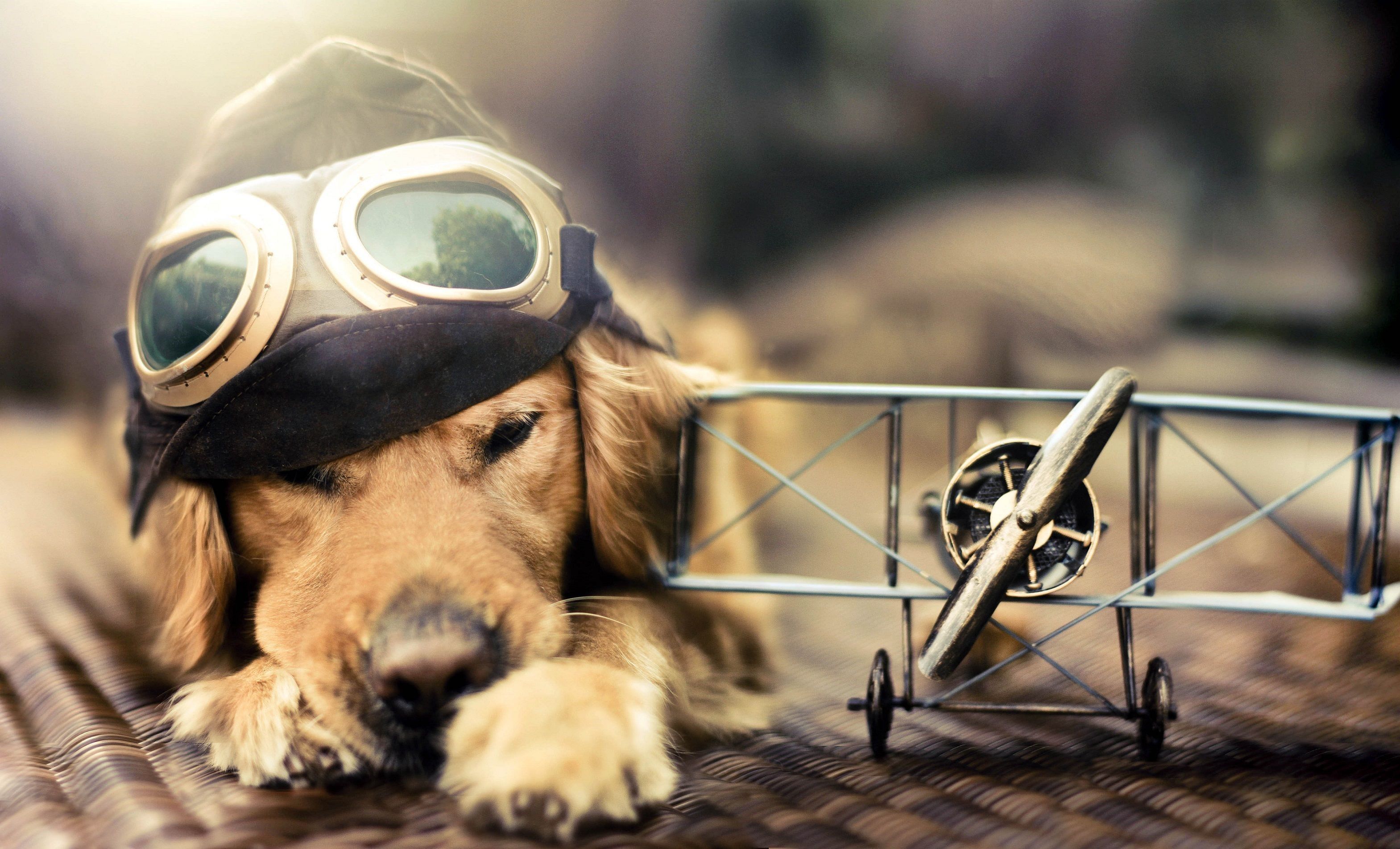 Dog Wallpaper Photography HD Desktop Wallpaper 4k Background With Dogs Wallpaper & Background Download