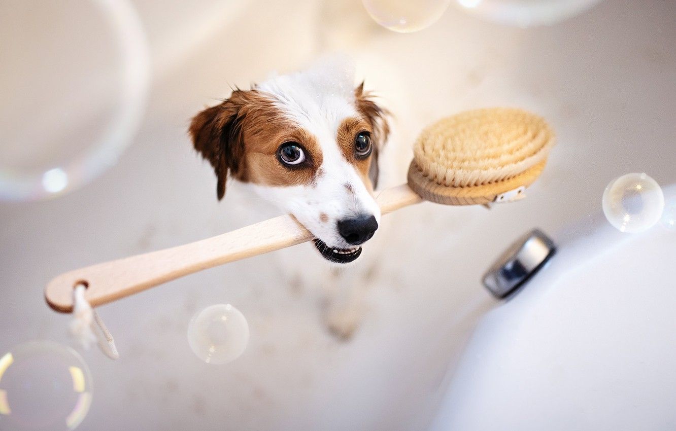Dog Bath Wallpapers Wallpaper Cave