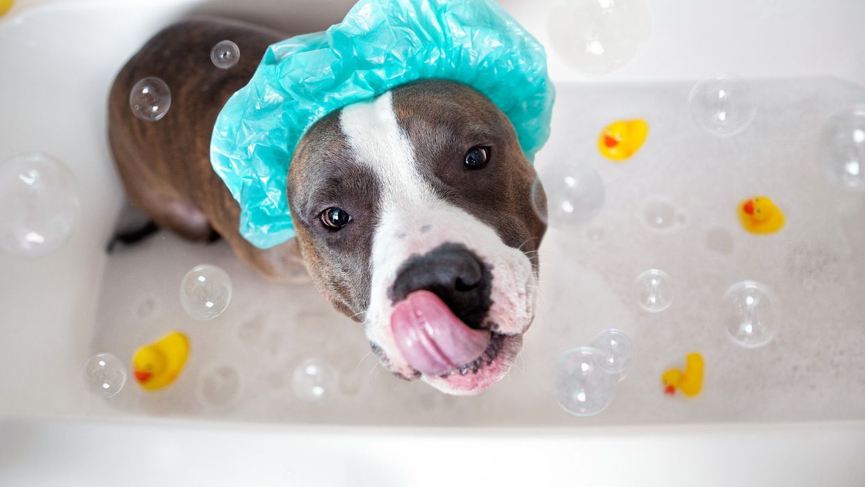 Bath dog wallpaperx1080
