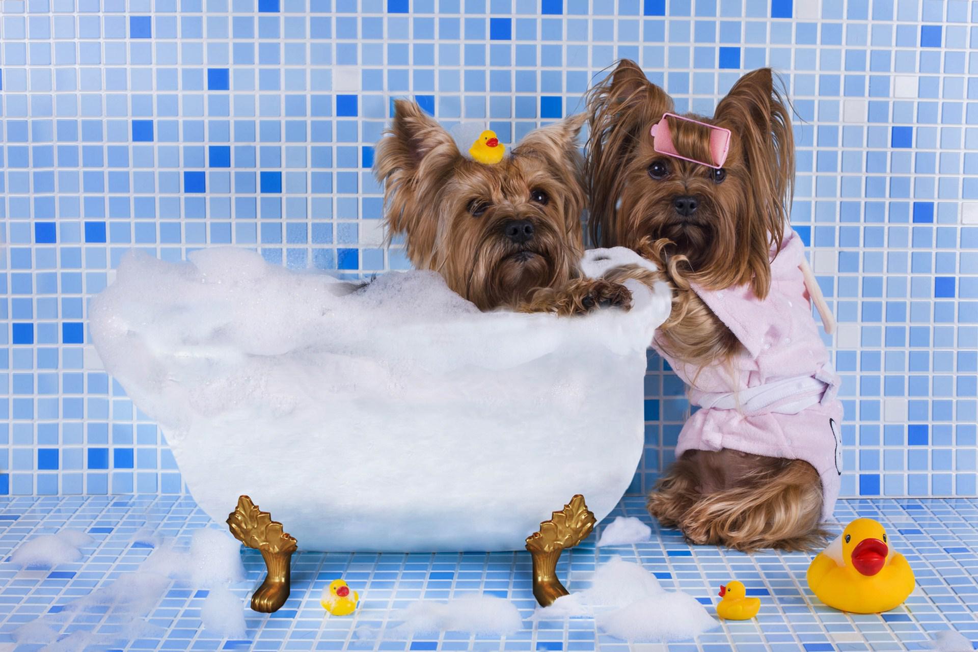 Dog Bath Wallpapers - Wallpaper Cave