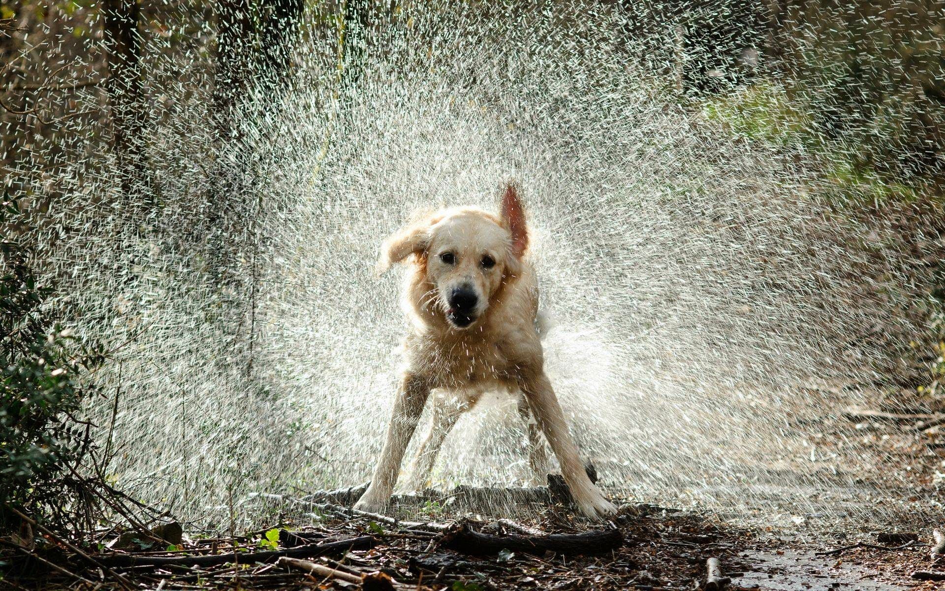 Dog Bath Wallpapers Wallpaper Cave