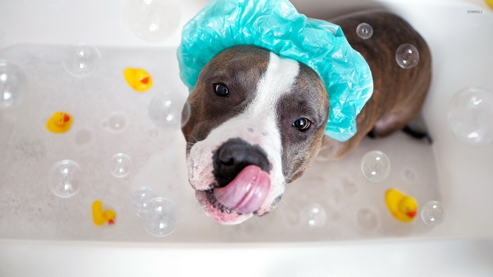 Pit bull taking a bubble bath wallpaper wallpaper