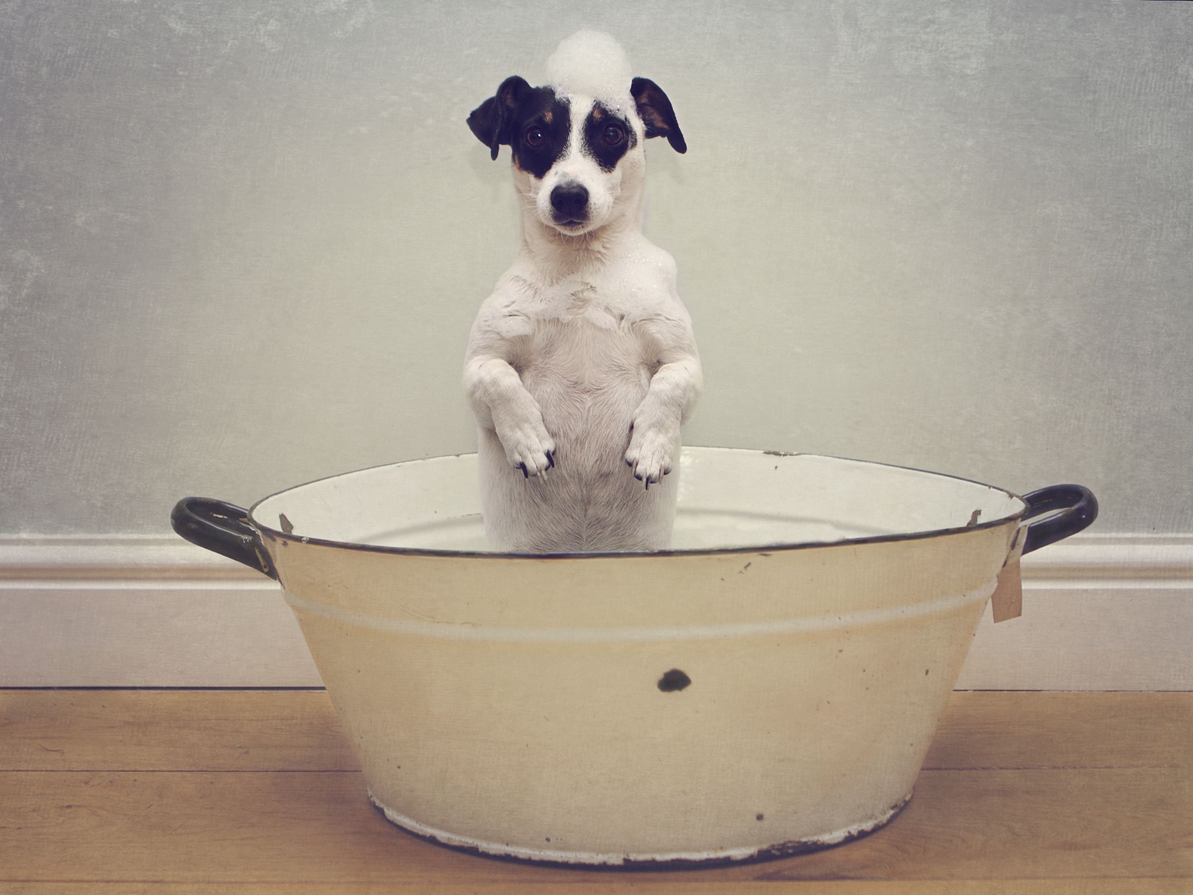 Dog Bath Wallpapers - Wallpaper Cave