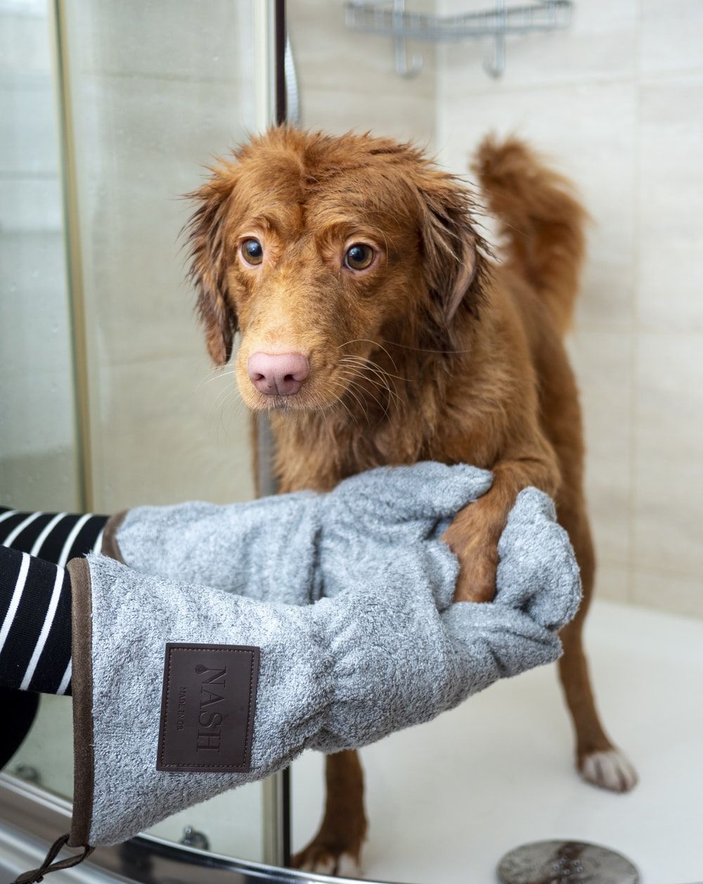 Dog Bath Picture. Download Free Image