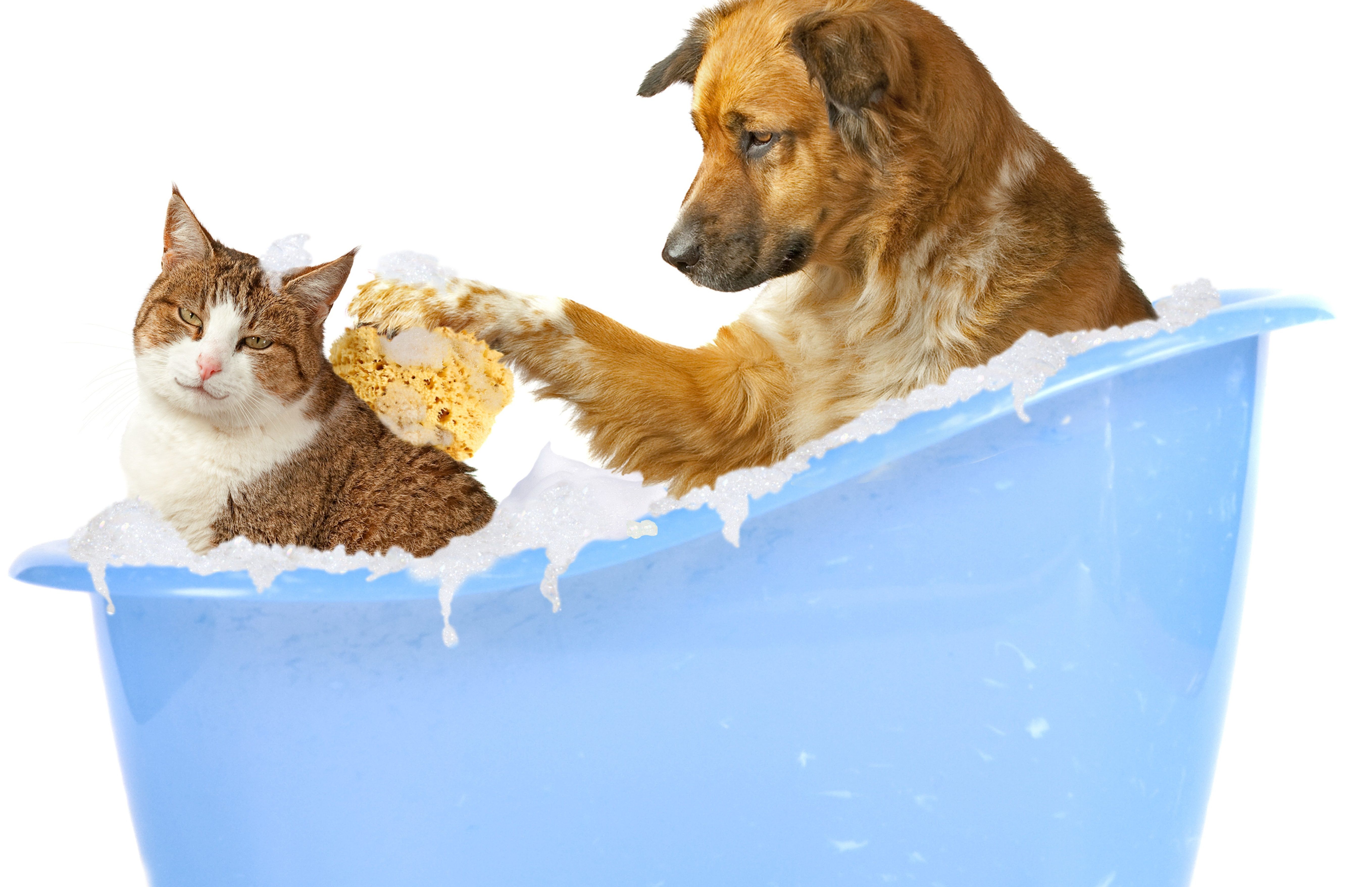Wallpaper, cat, white background, dog, friendship, foam, nose, bathing, bath, funny, kitten, mammal, sponge 5433x3513