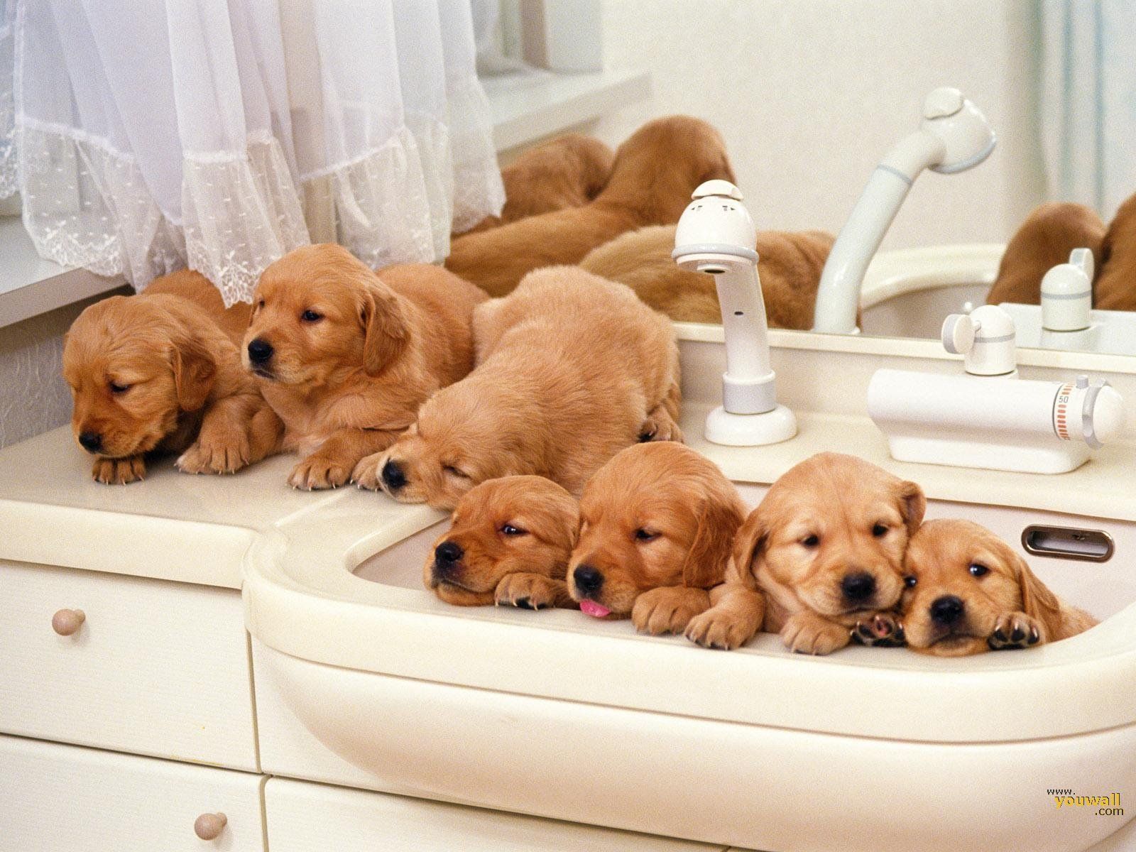 dogs.. Puppies Family Wallpaper on this Dogs Wallpaper Background website. Cute puppy wallpaper, Cute dog wallpaper, Puppy wallpaper