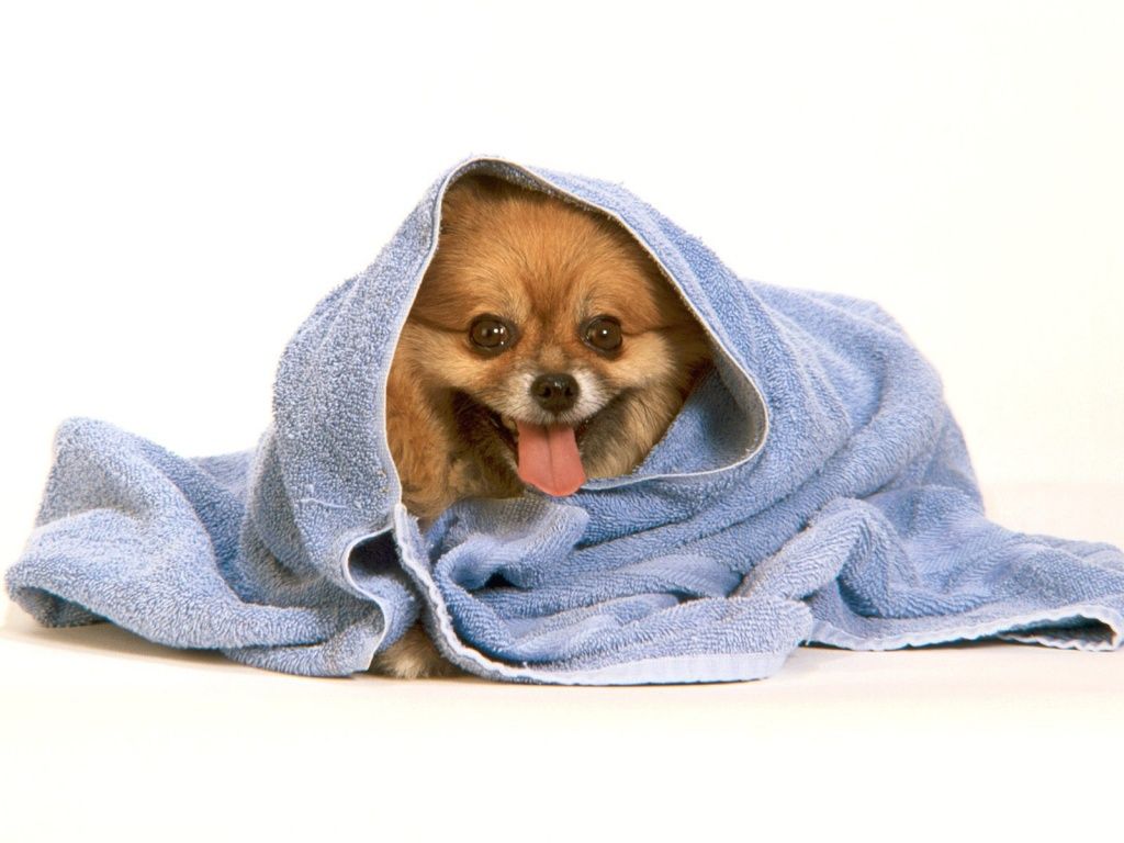 Dog Bath Wallpapers Wallpaper Cave
