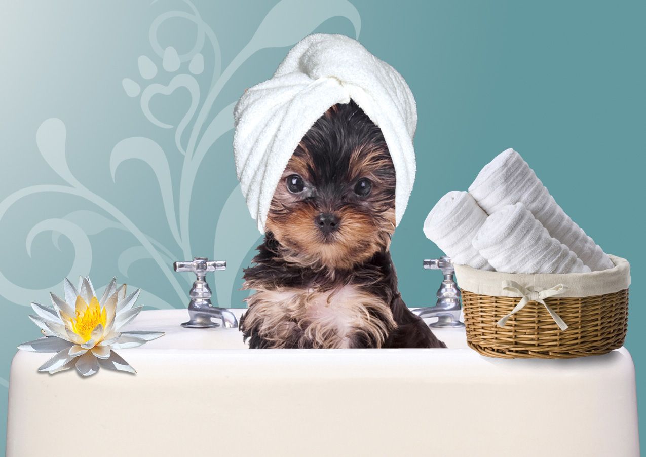 Dog Bath Wallpapers - Wallpaper Cave