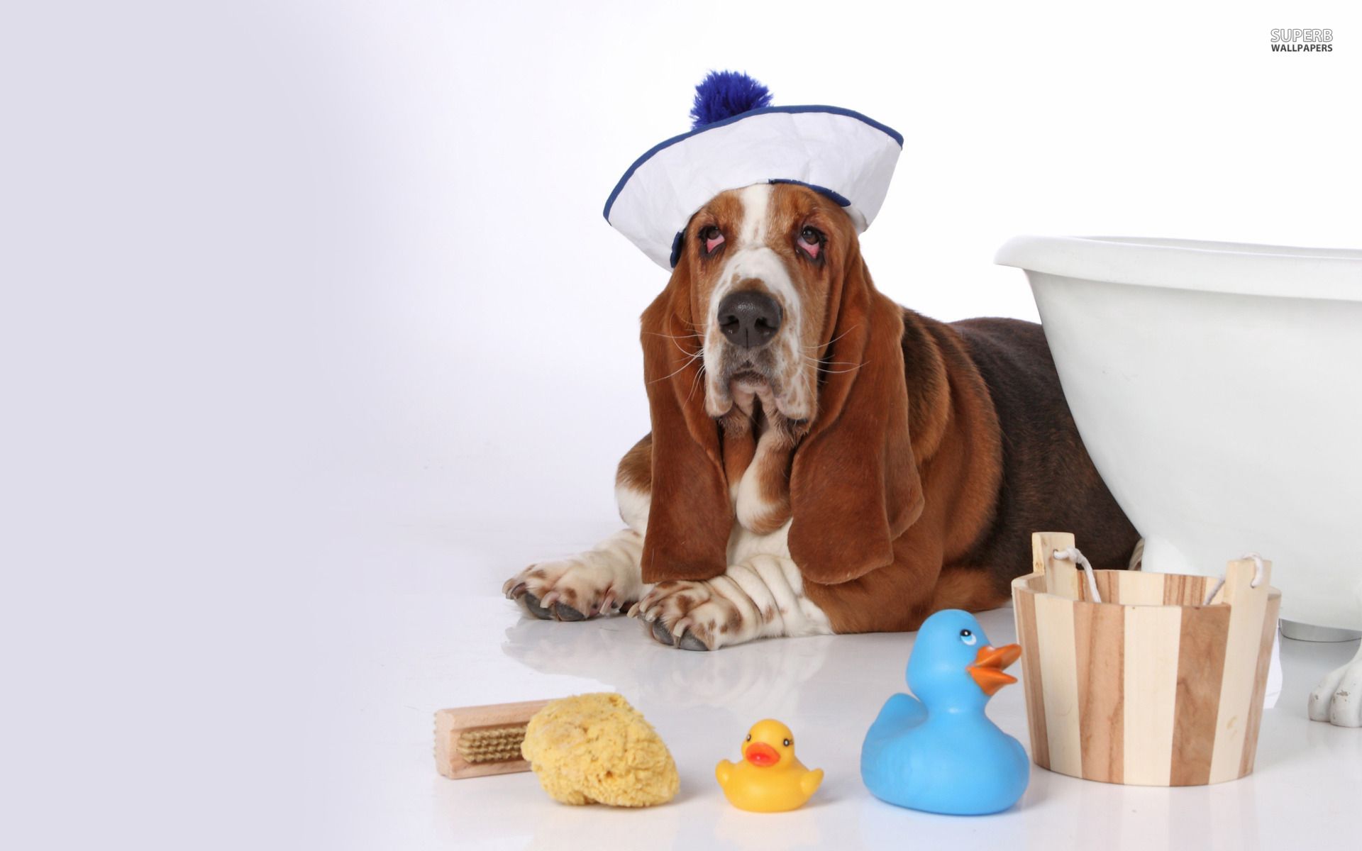 Basset hound in a sailor suit wallpaper and image, picture, photo