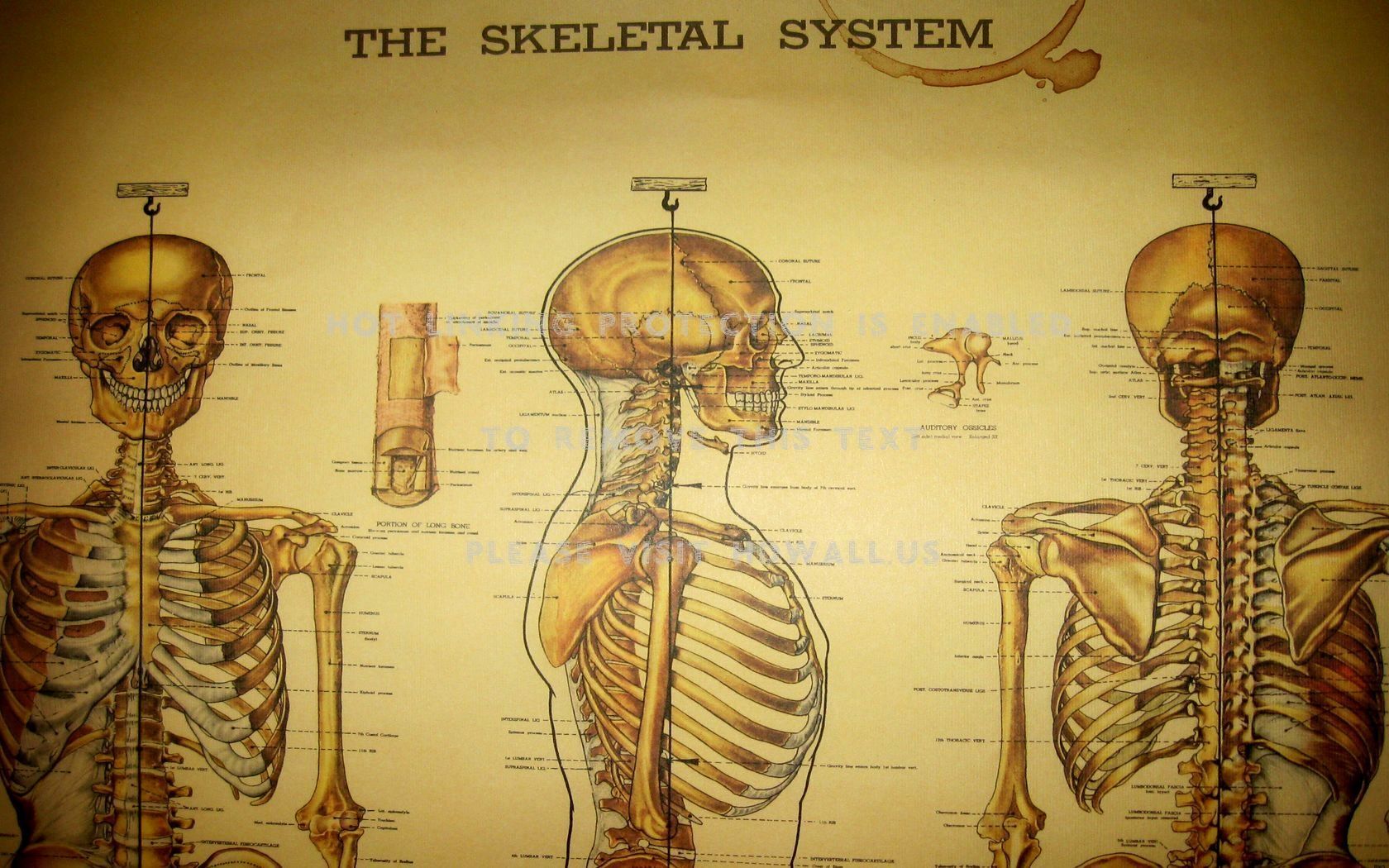Anatomy Wallpaper Best Of Skeleton Anatomy Medical Inspiration of The Hudson