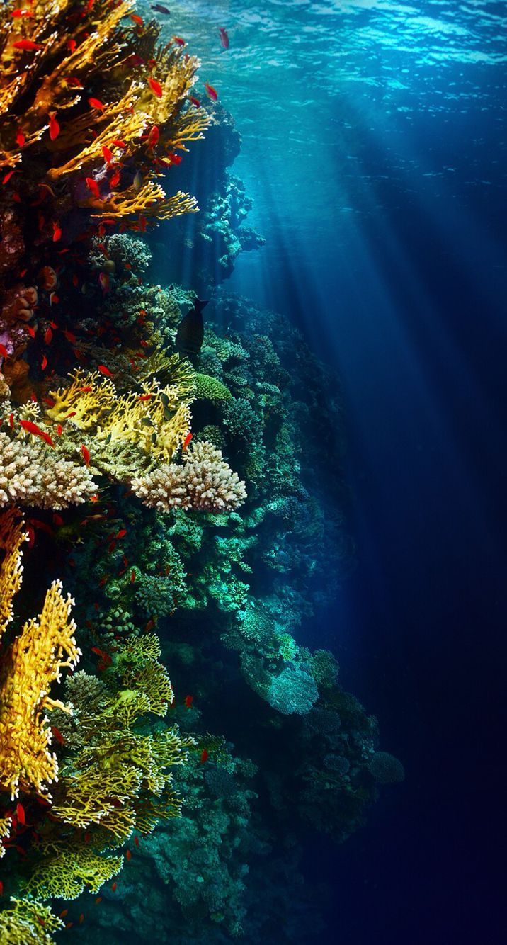 Underwater Fantasy Scenery 4K Phone iPhone Wallpaper 5980b